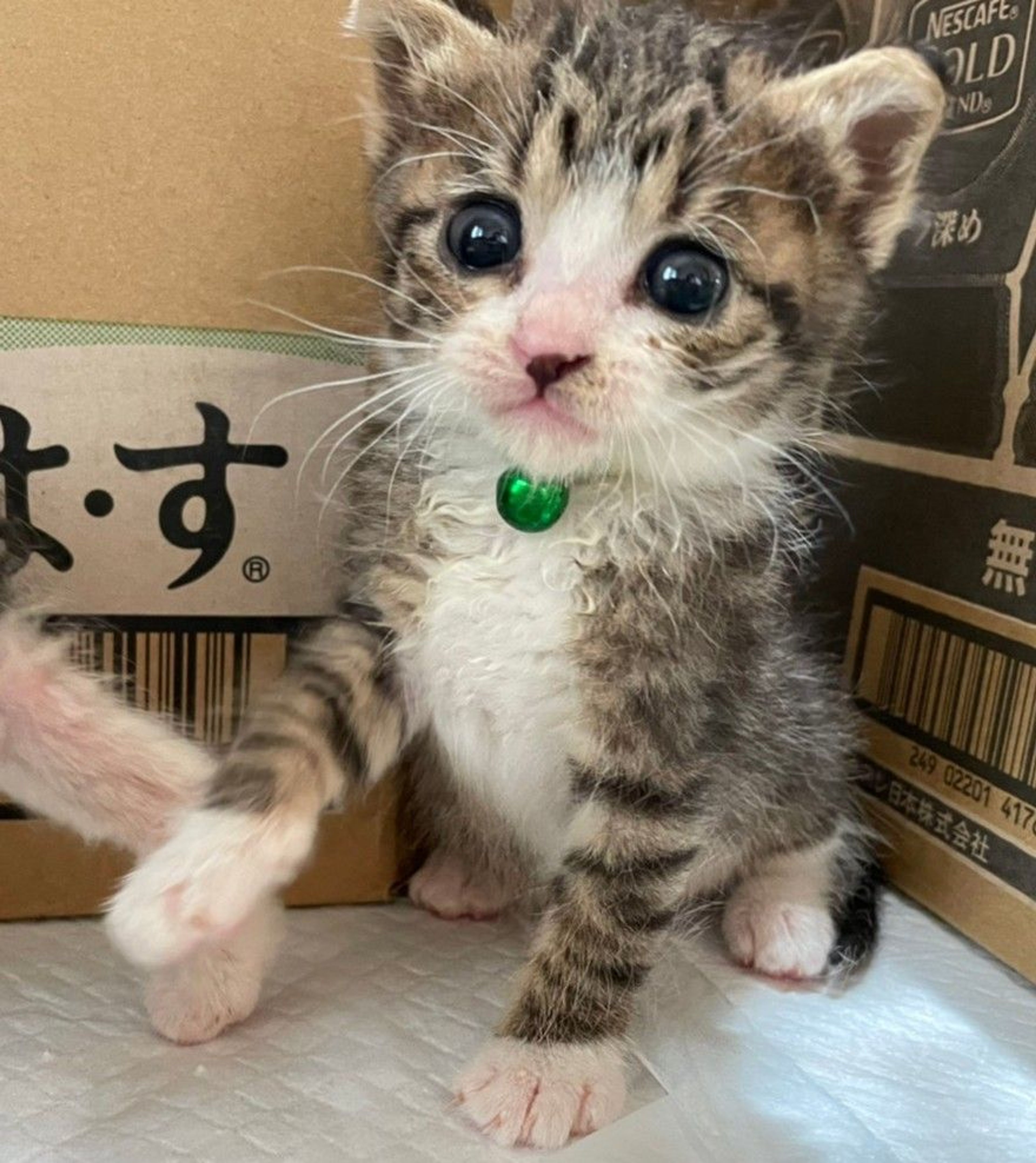 pet-image-3