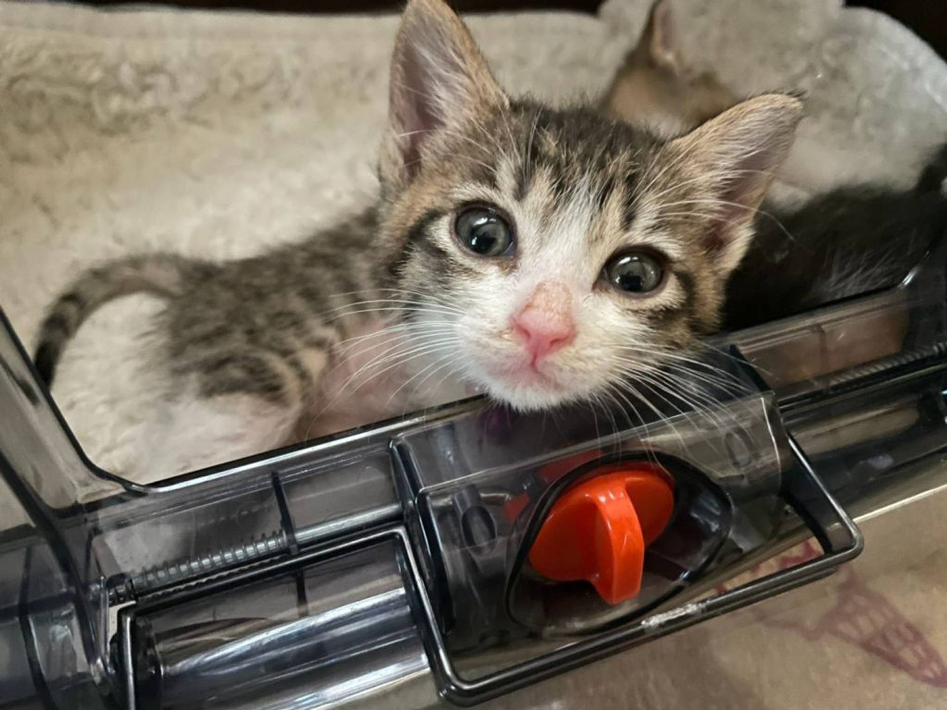 雑種（ミックス猫）・メスの里親募集の写真