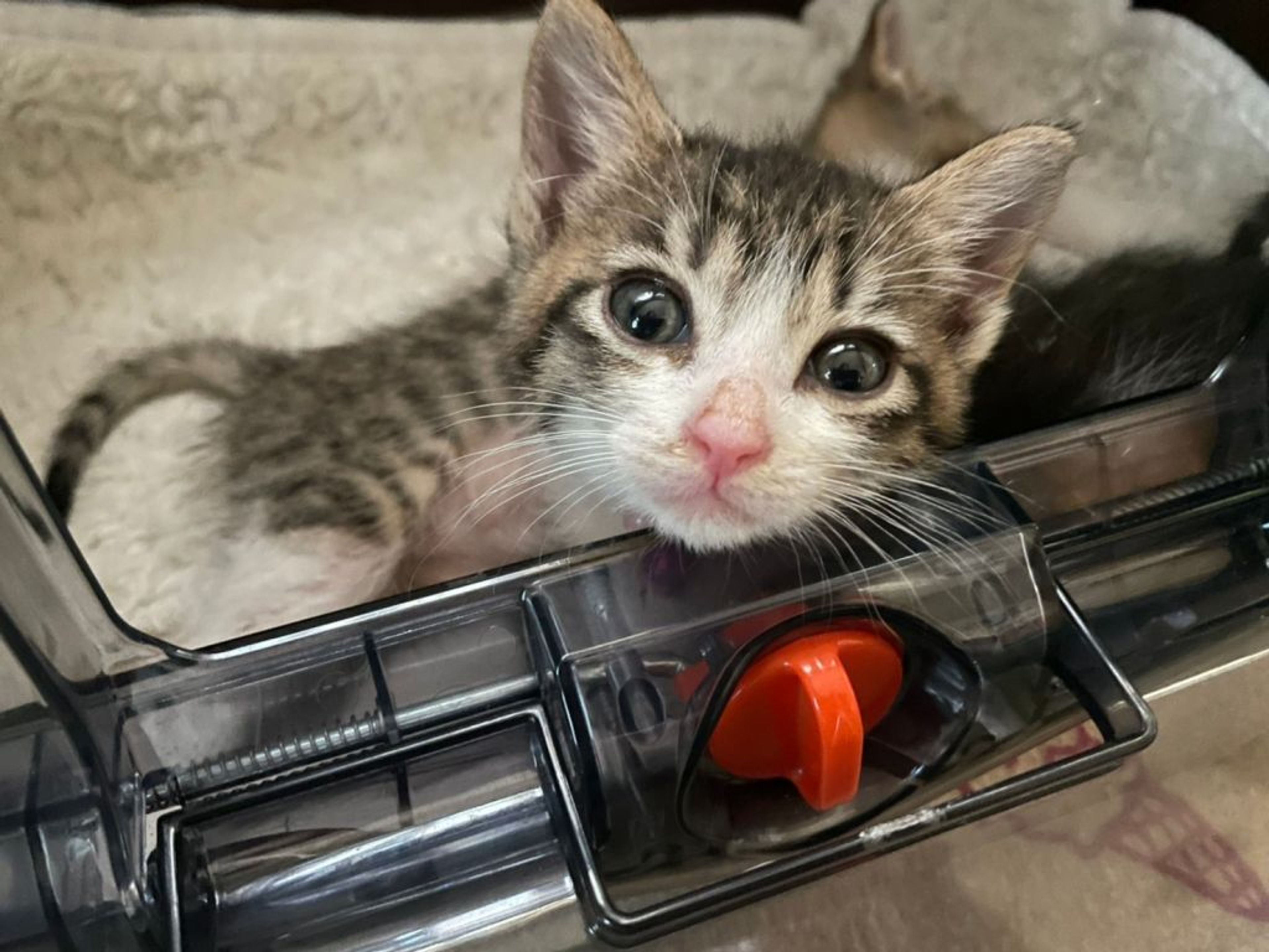 雑種（ミックス猫）・メスの里親募集の写真