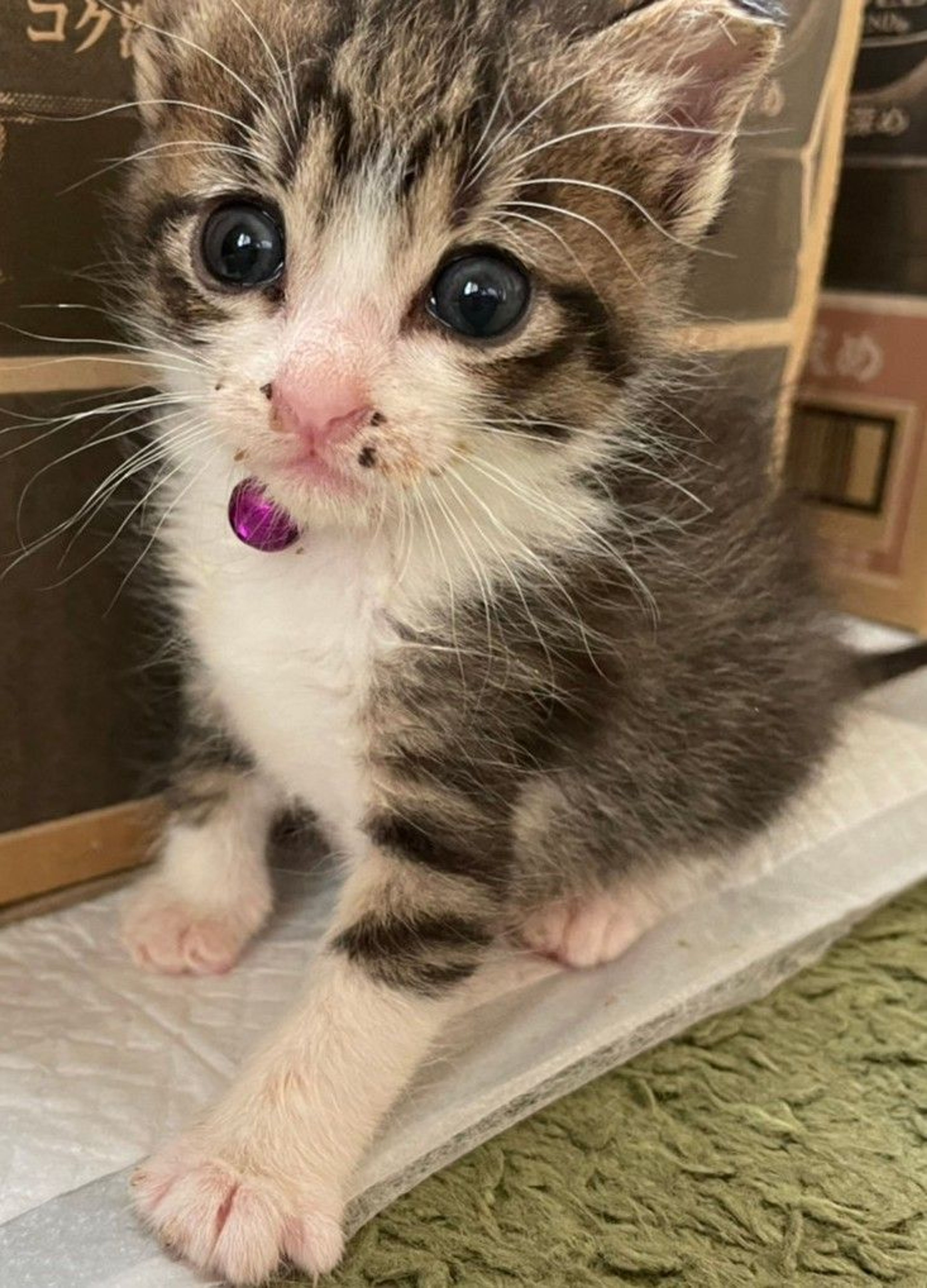 pet-image-2