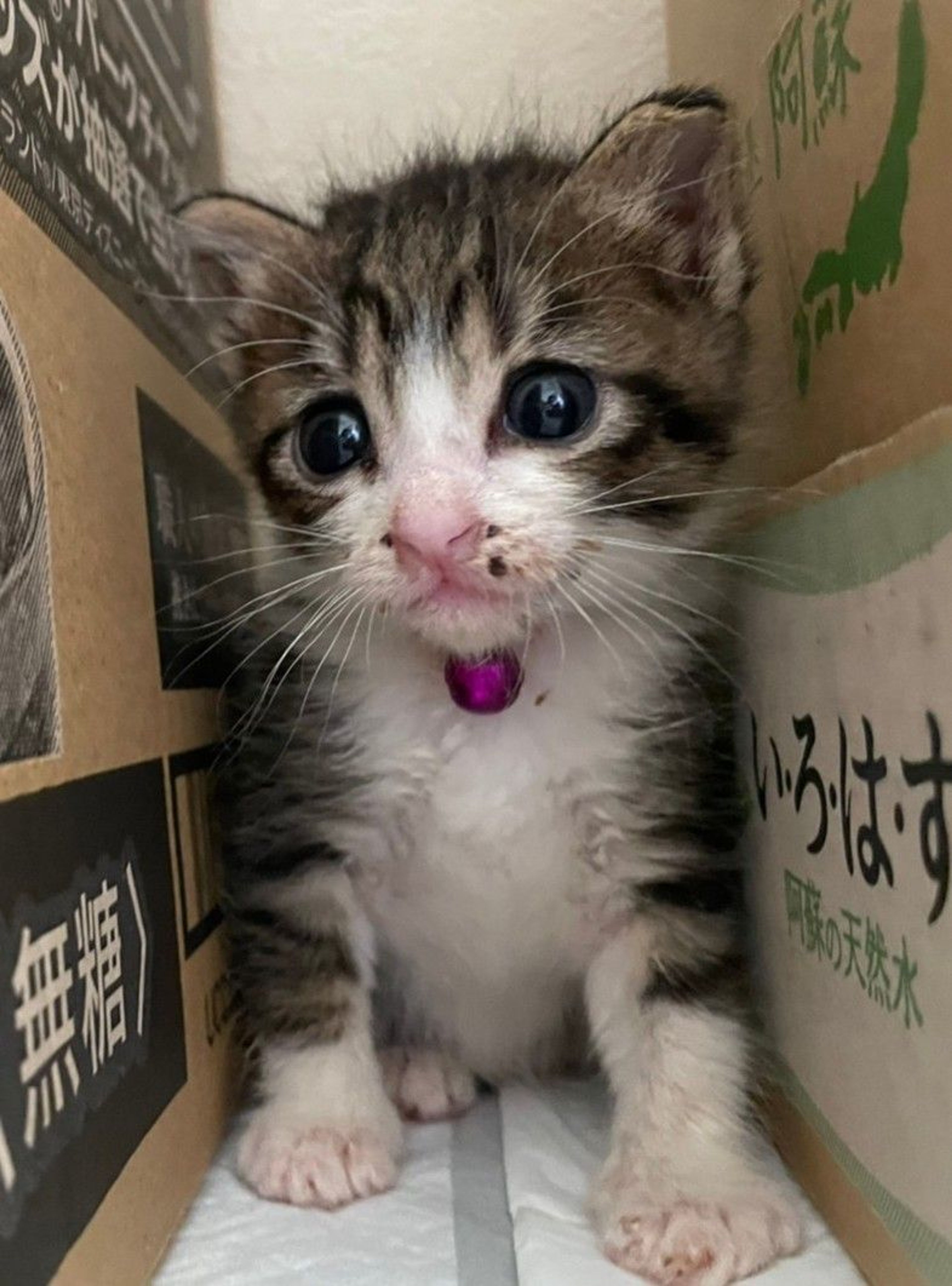 pet-image-3