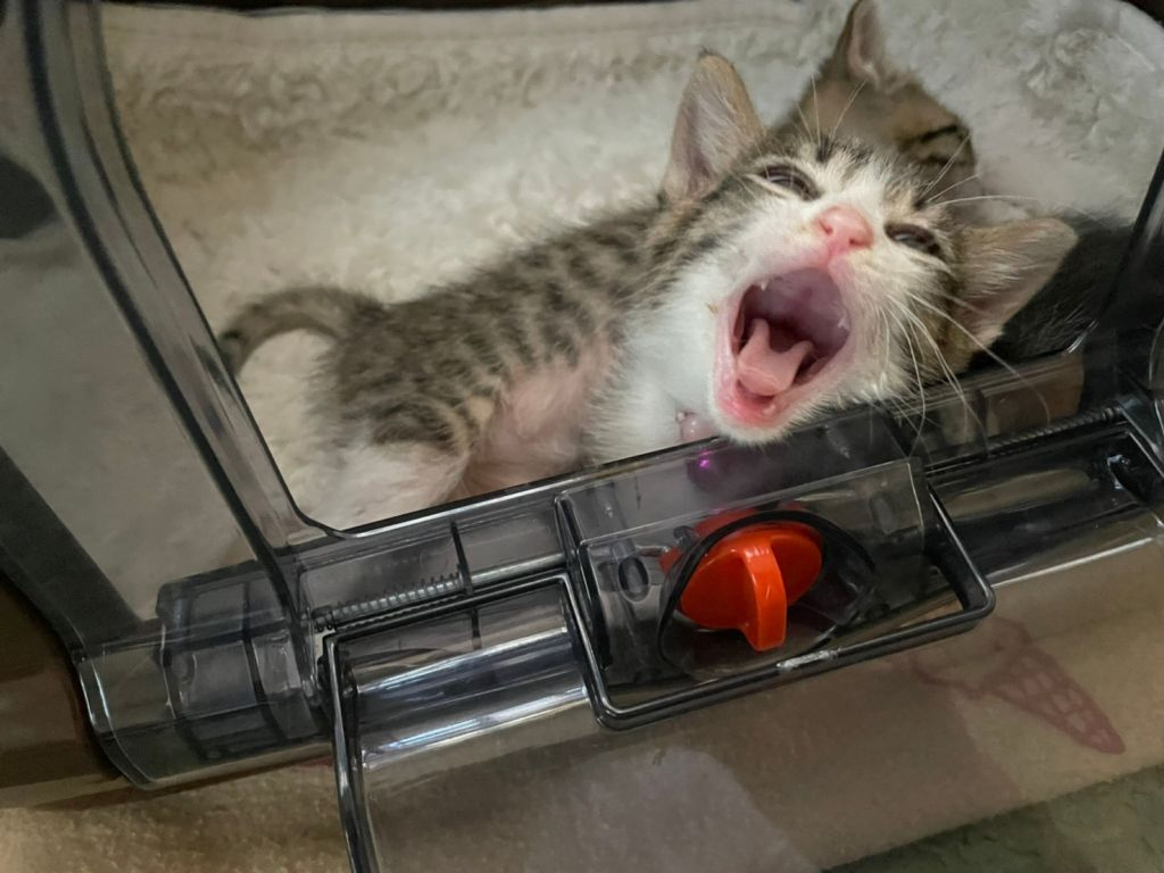 pet-image-4