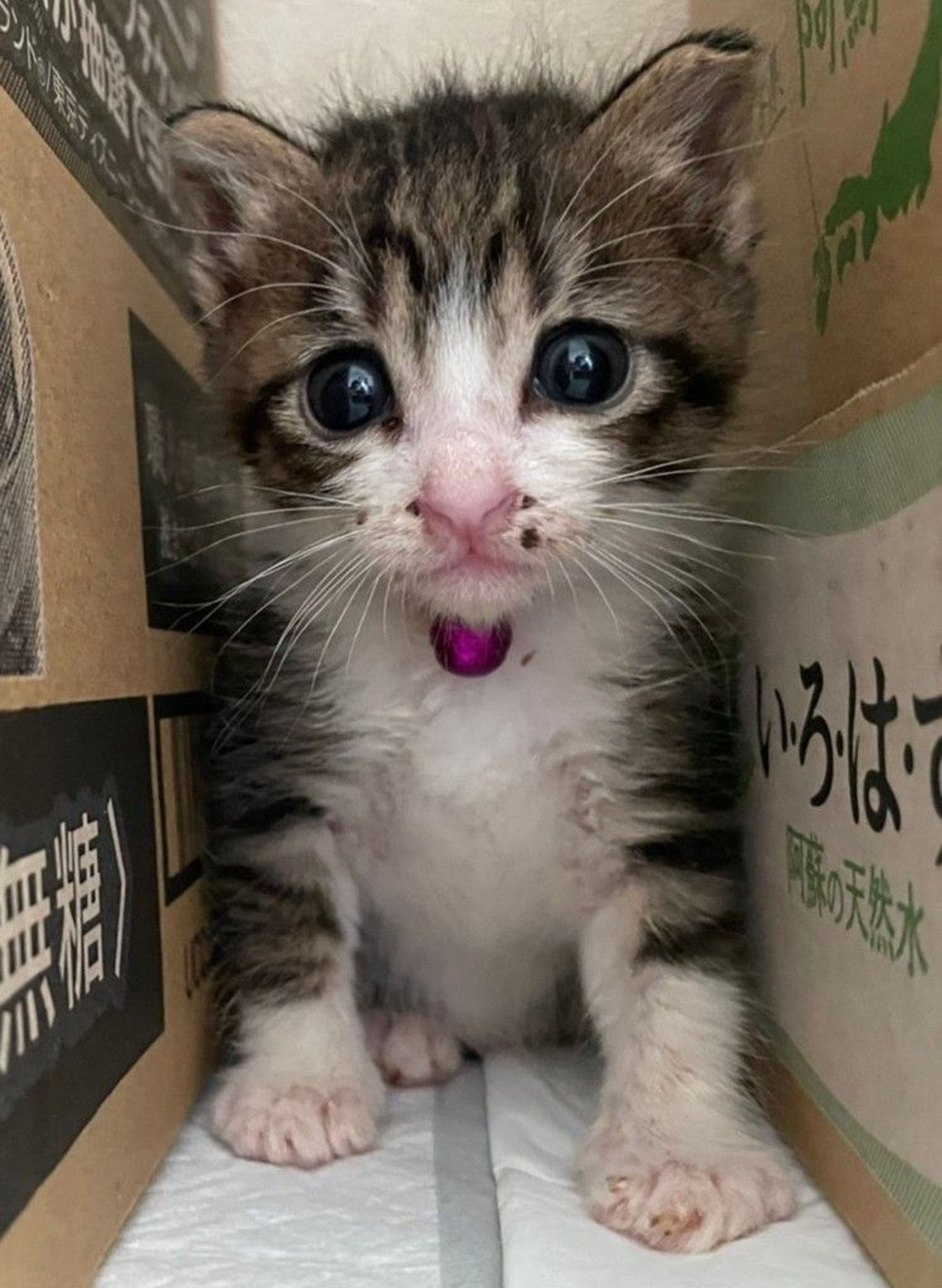 pet-image-5