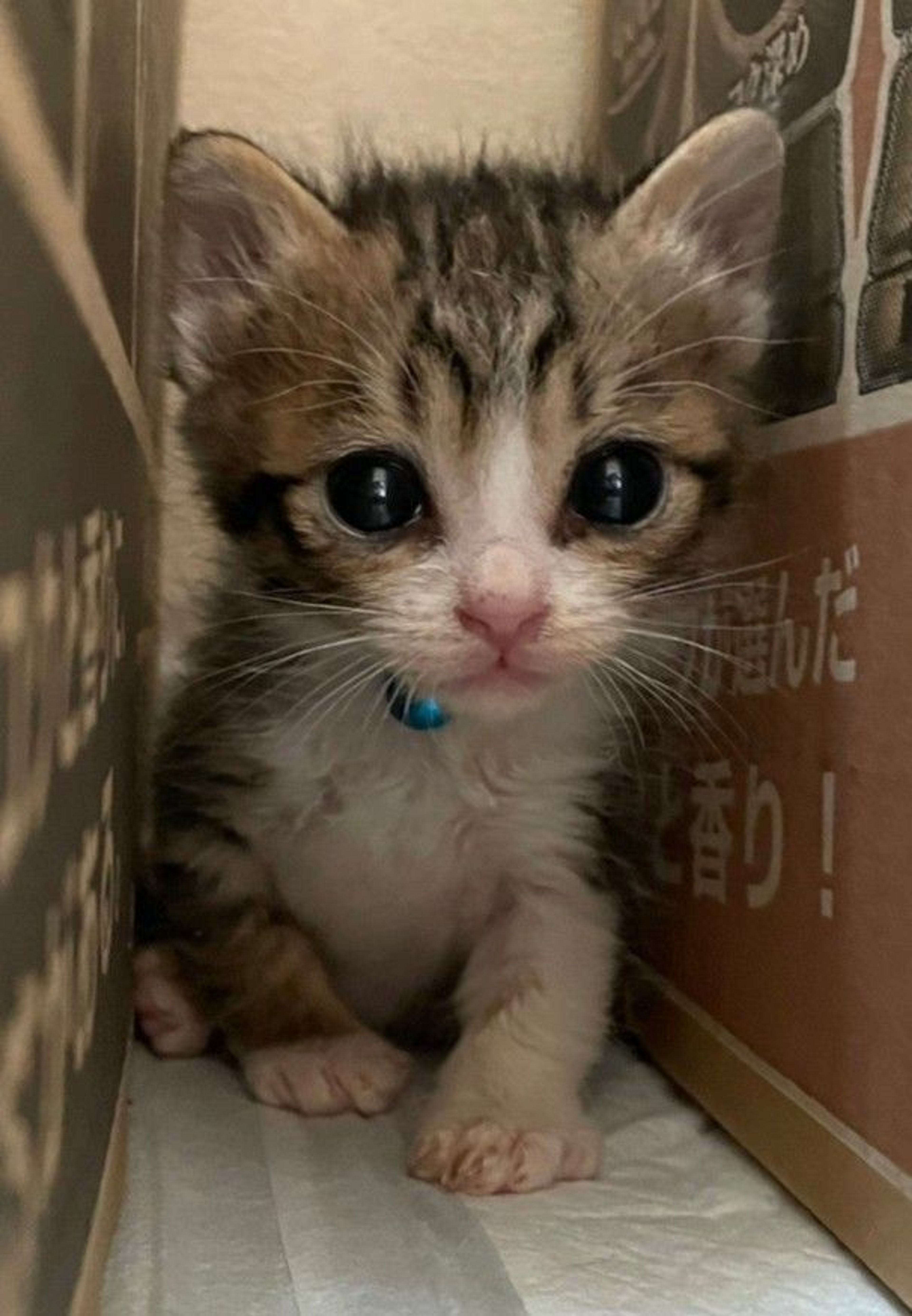 雑種（ミックス猫）・メスの里親募集の写真