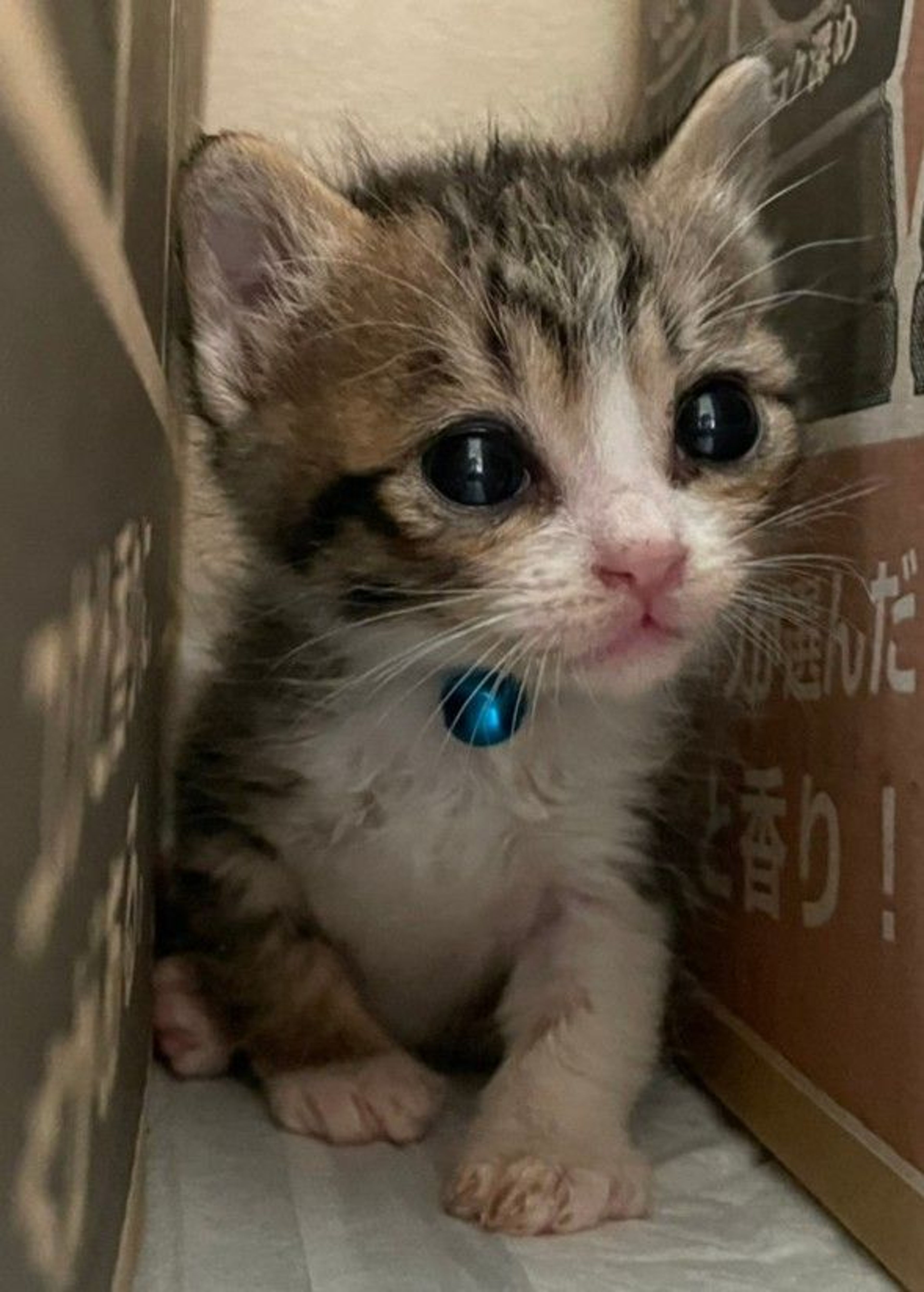 pet-image-3