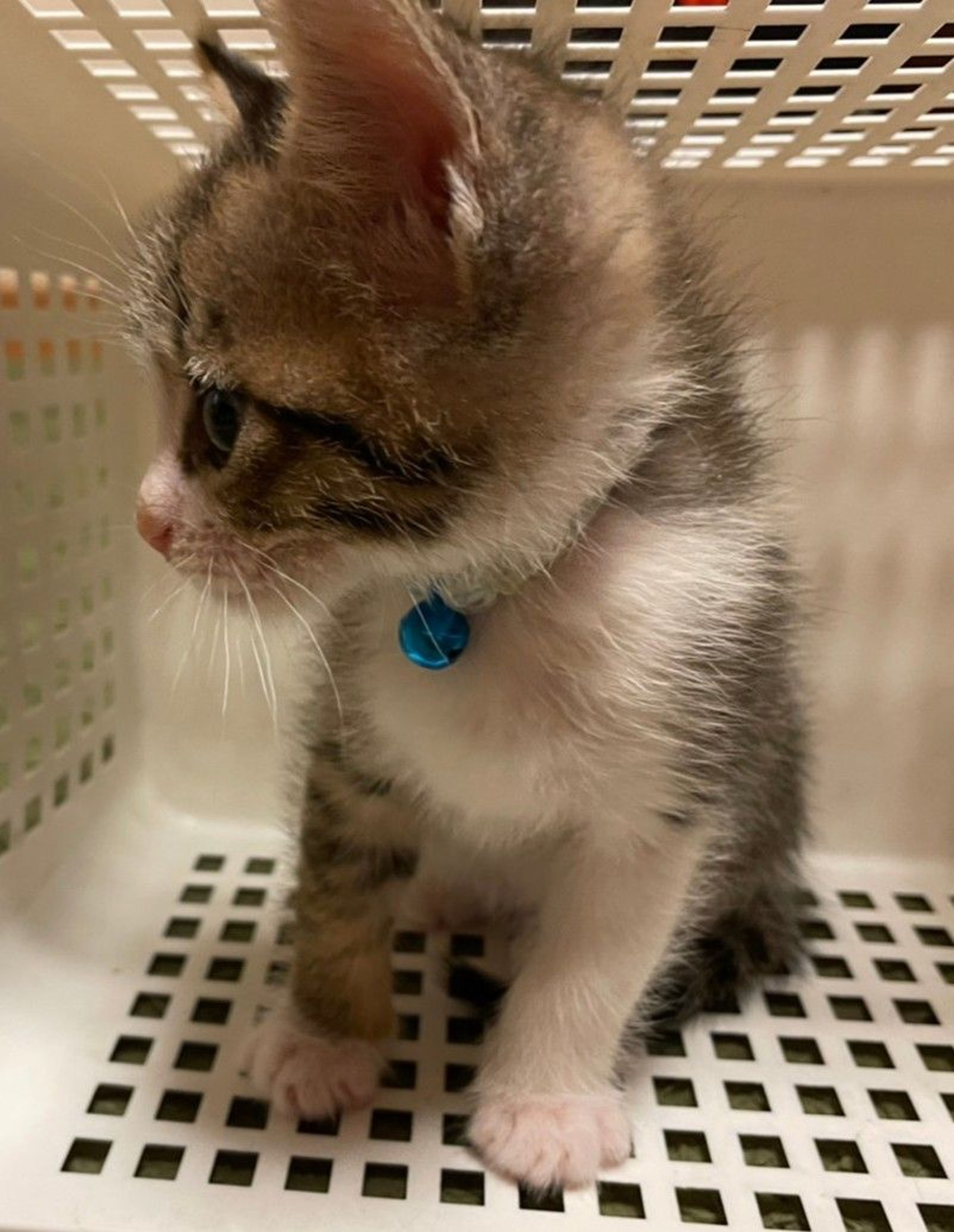pet-image-4
