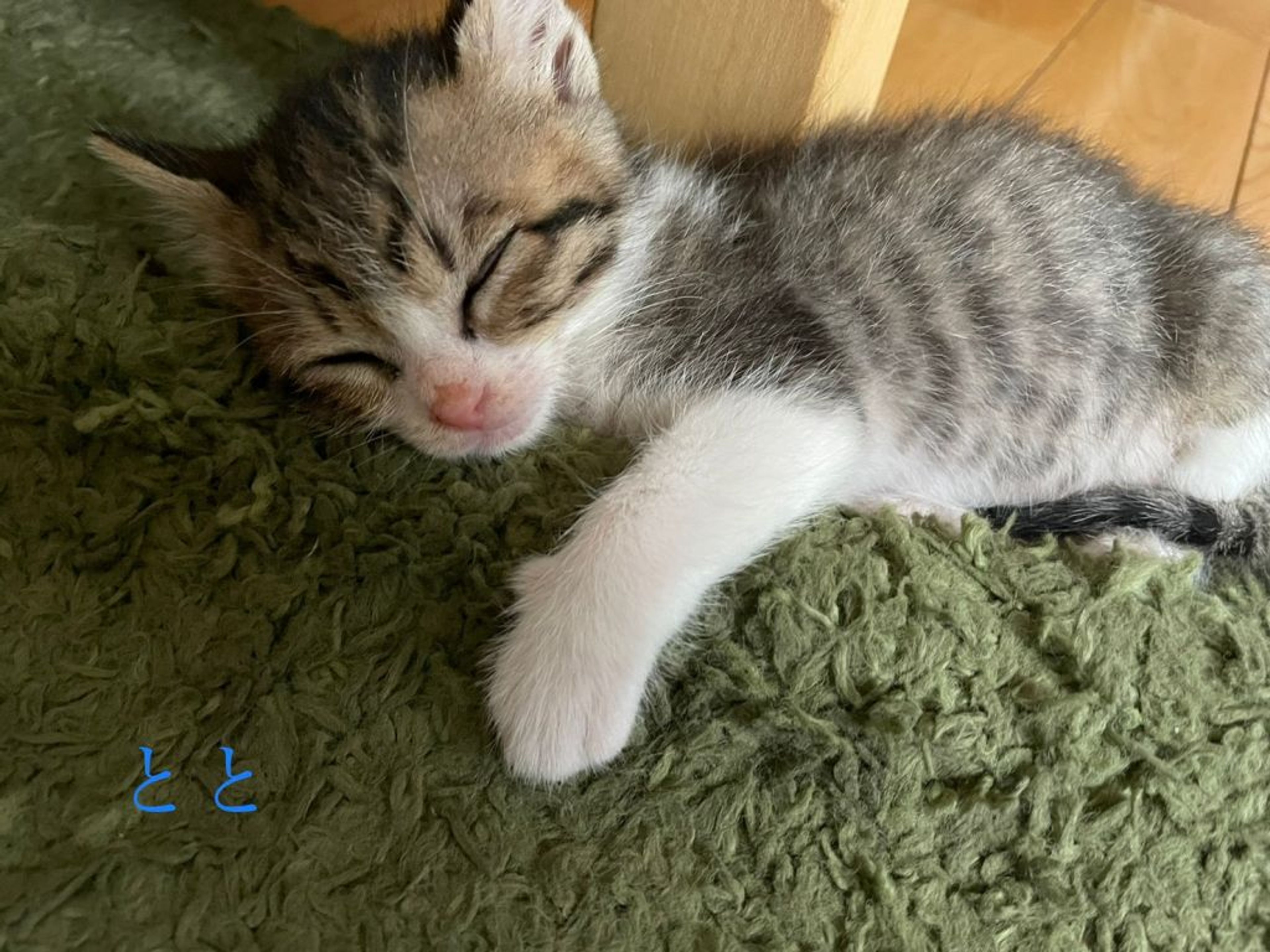 pet-image-5