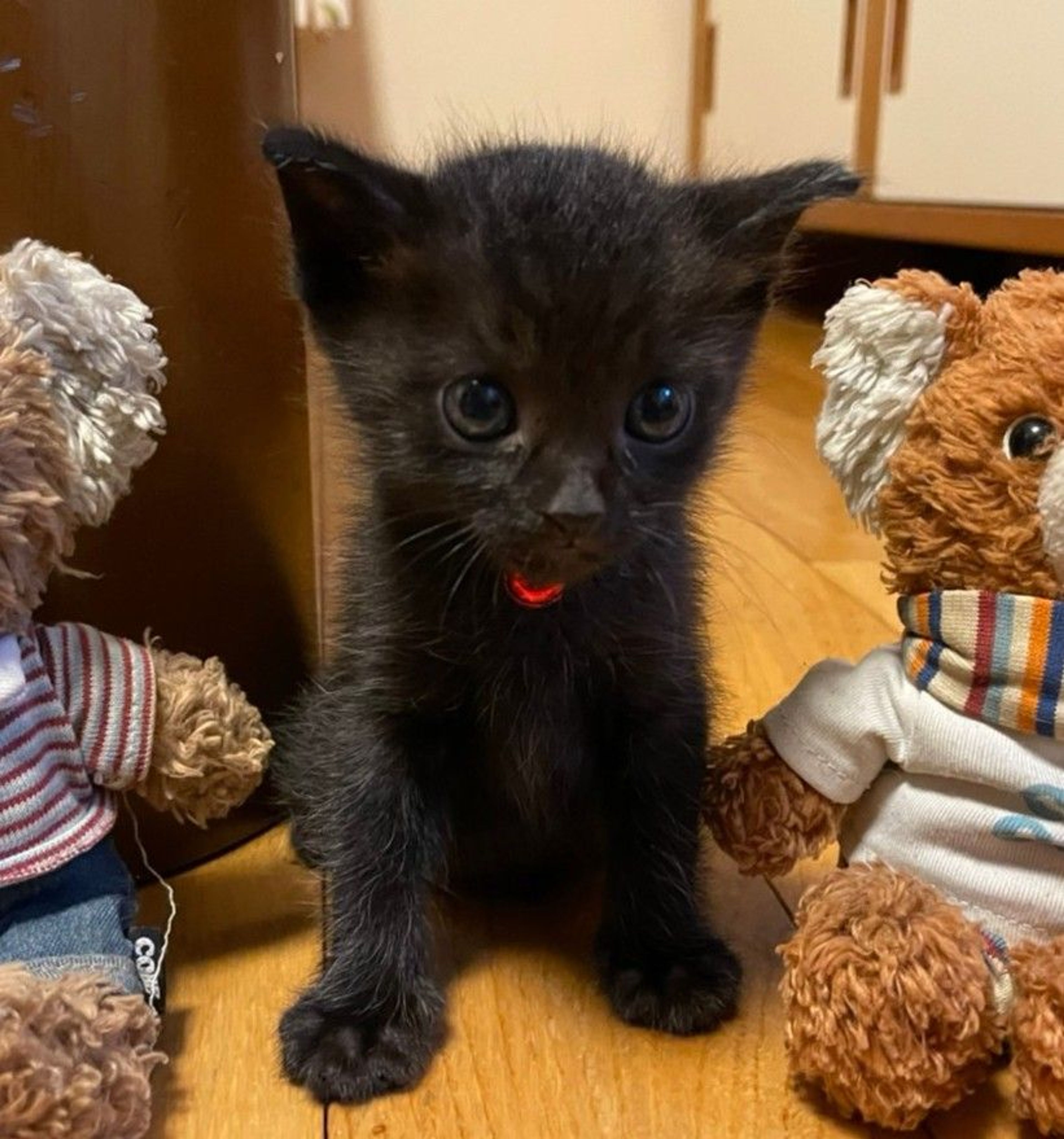 雑種（ミックス猫）・メスの里親募集の写真