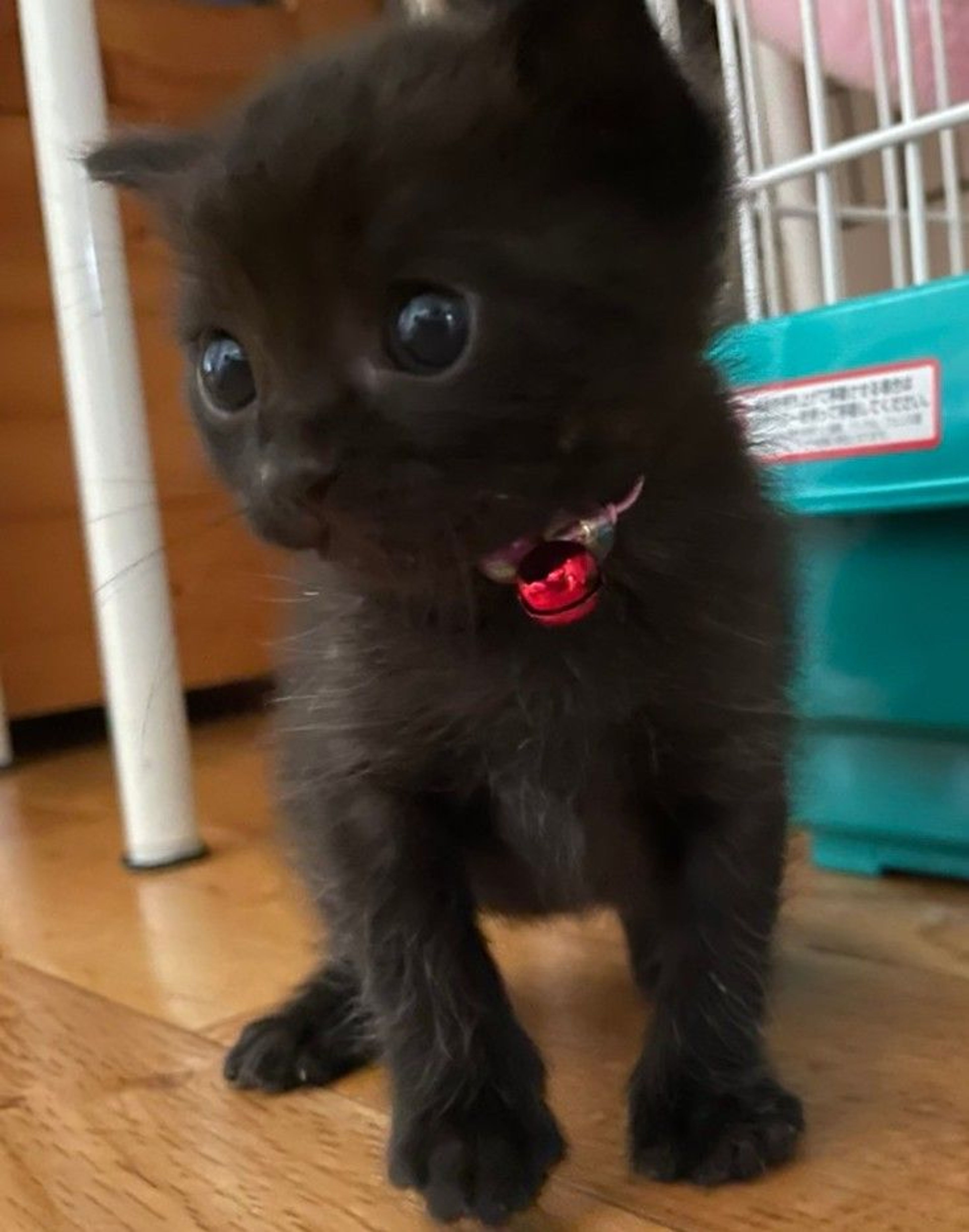 pet-image-3