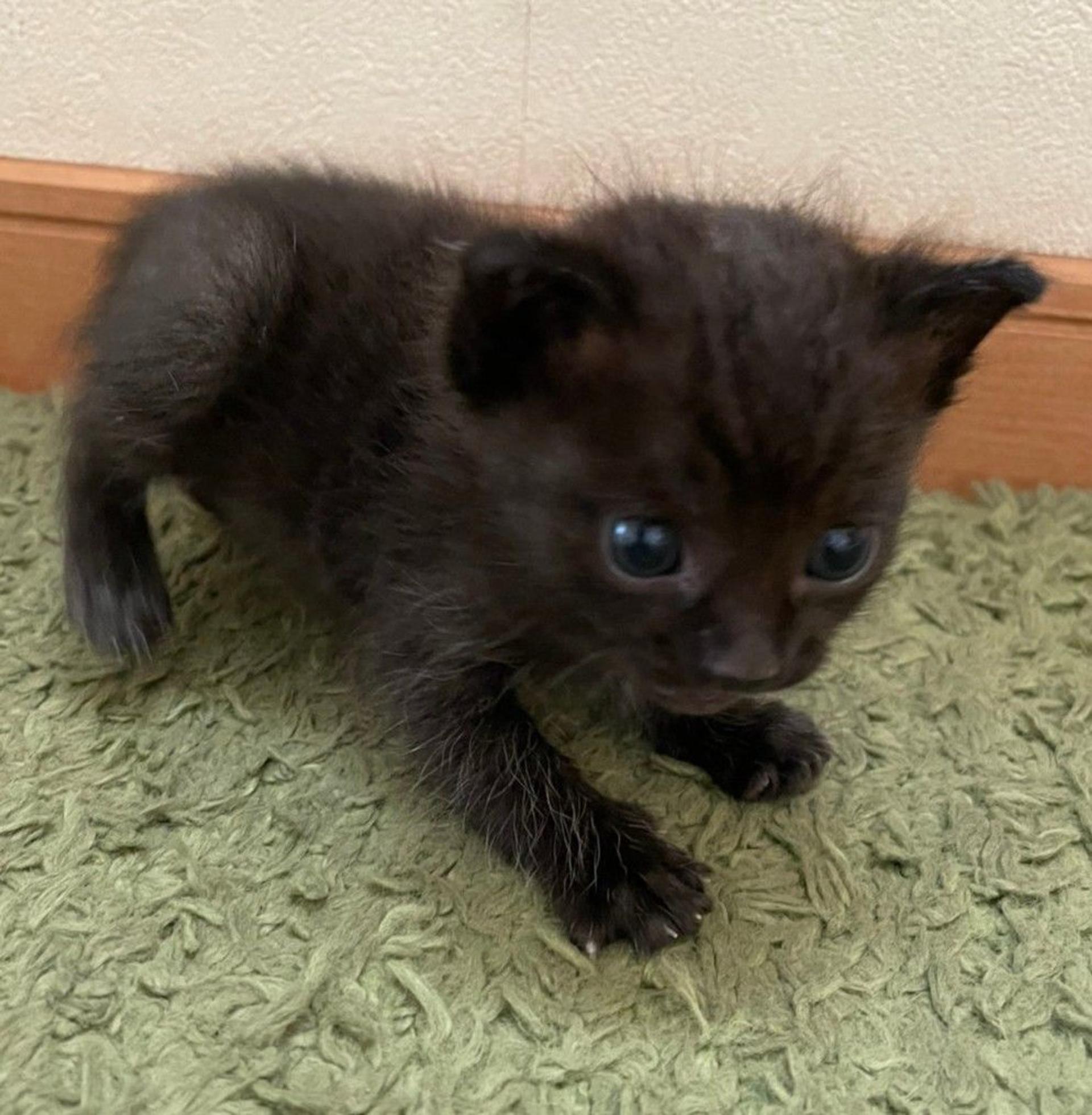 pet-image-6