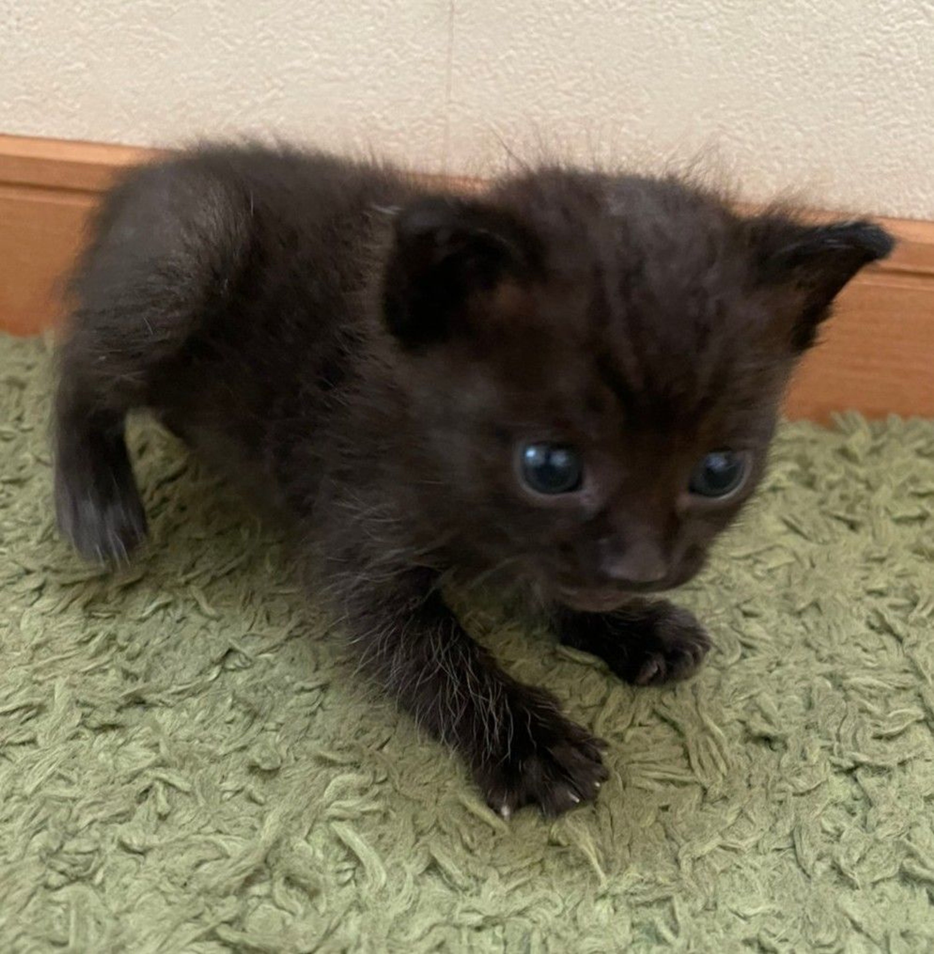 pet-image-6