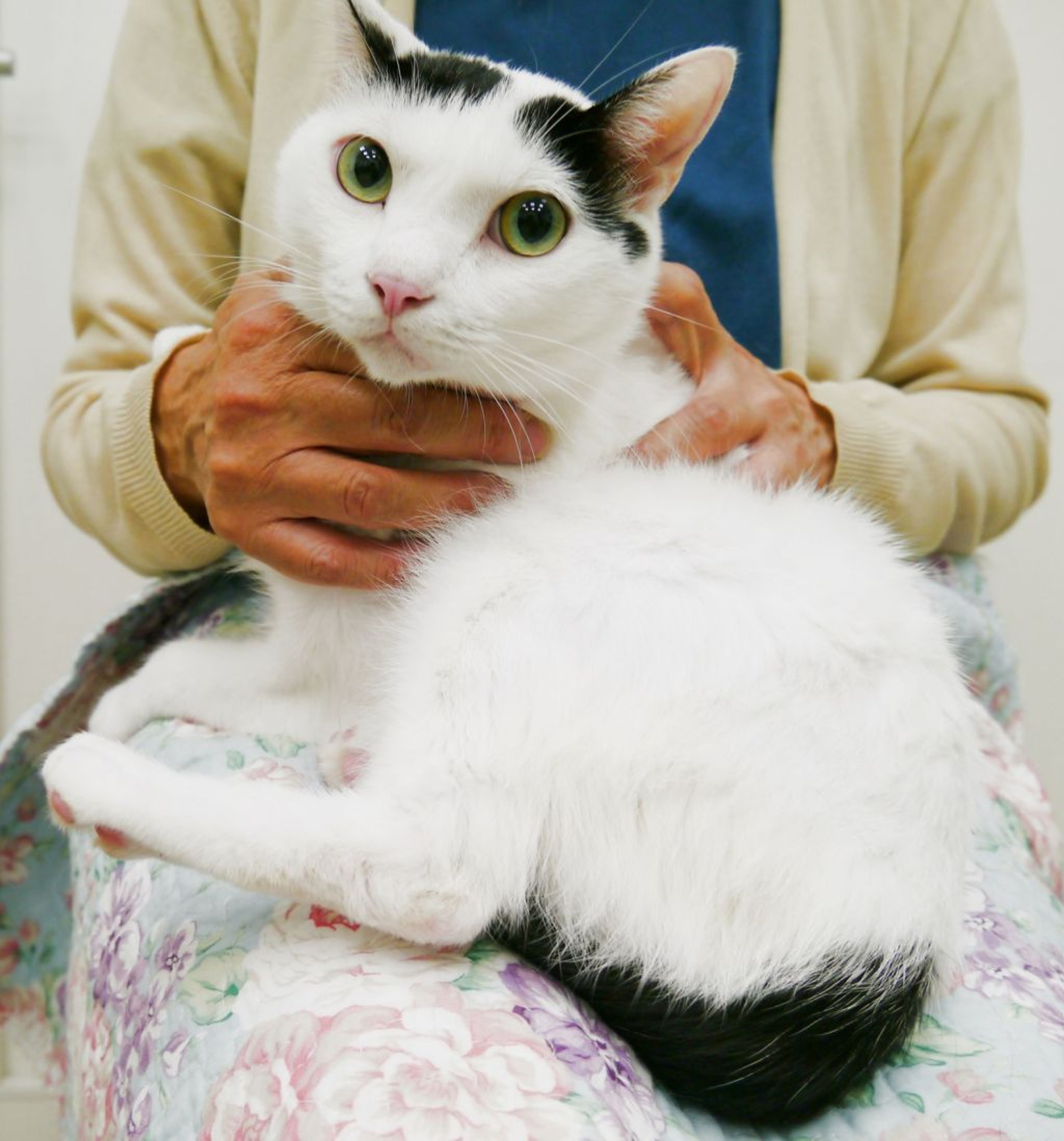 雑種（ミックス猫）・オスの里親募集の写真