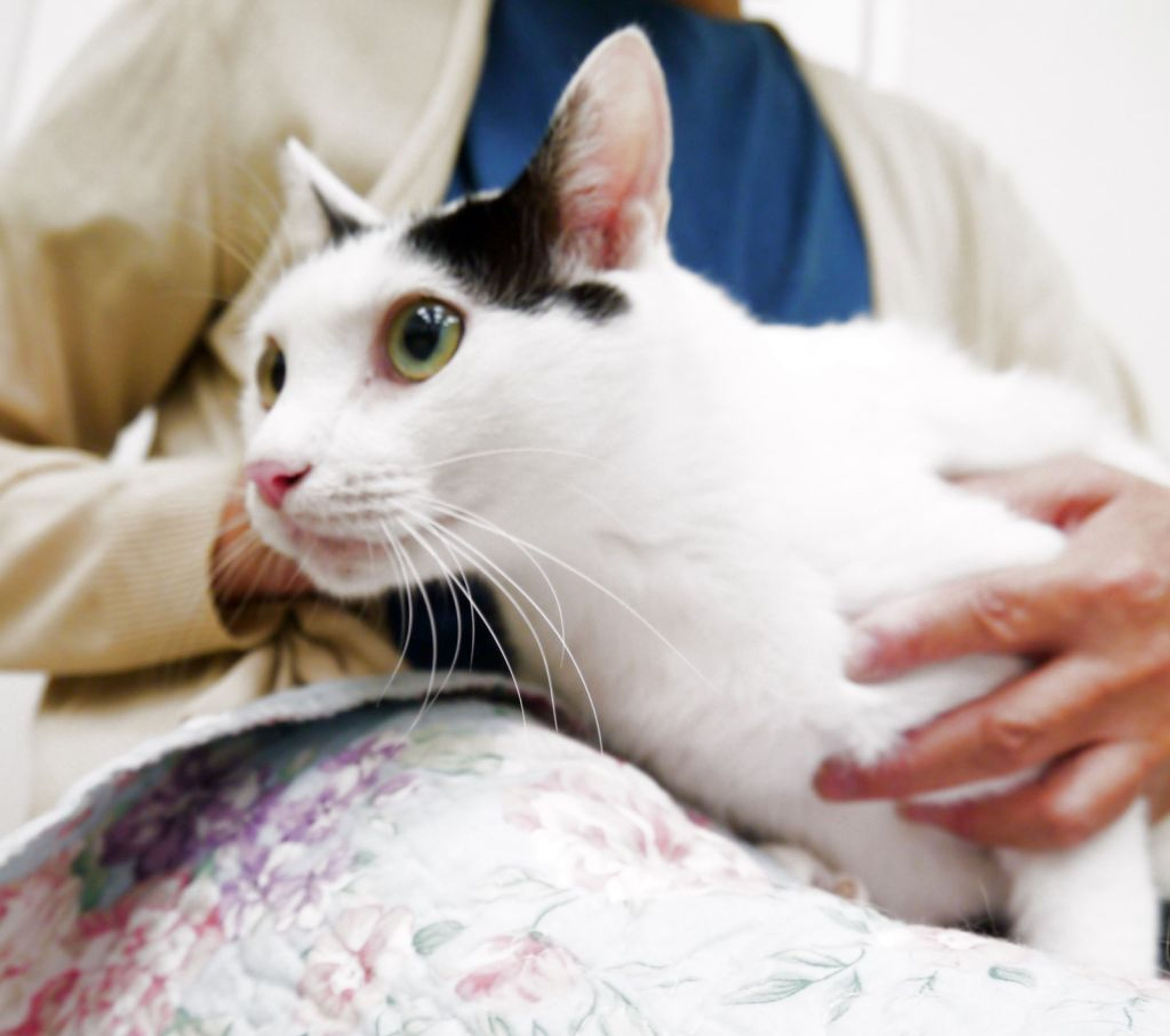 pet-image-2