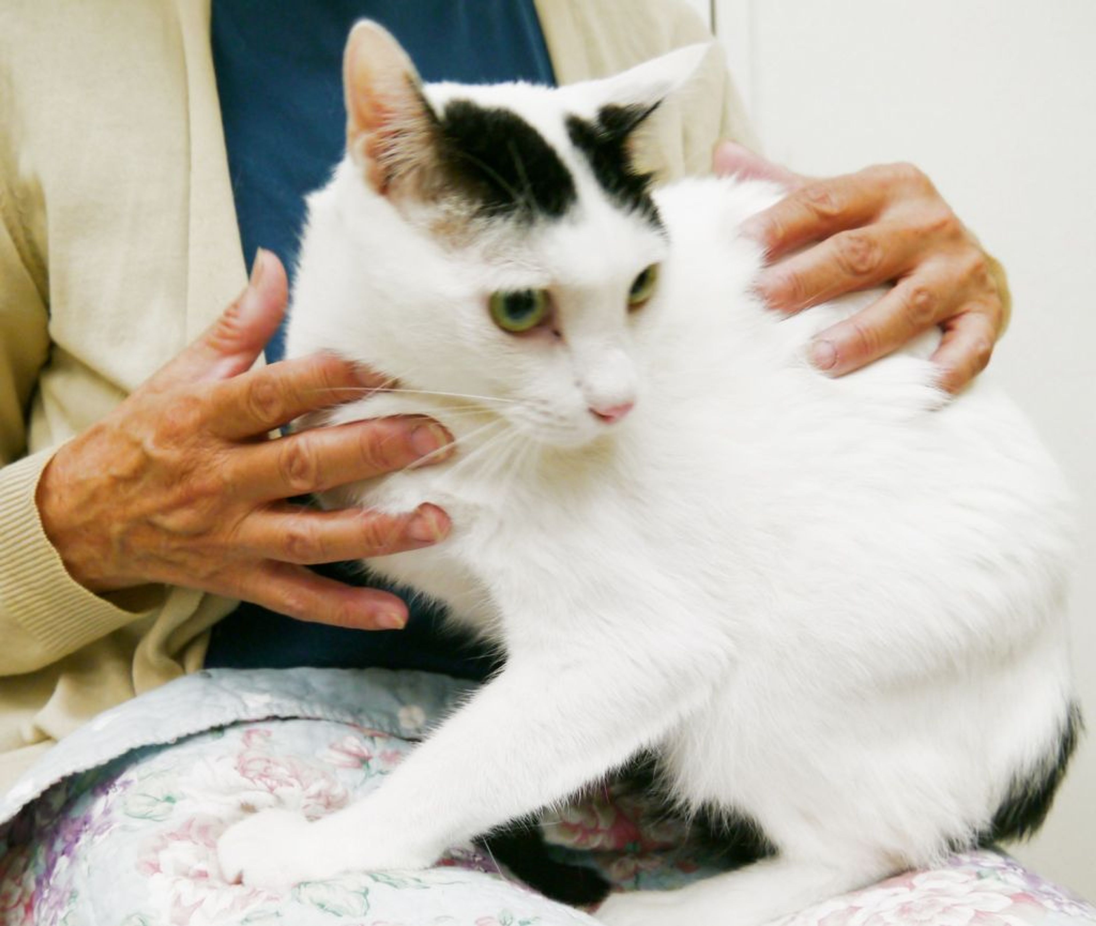 pet-image-3
