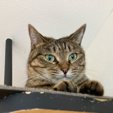 アメの写真