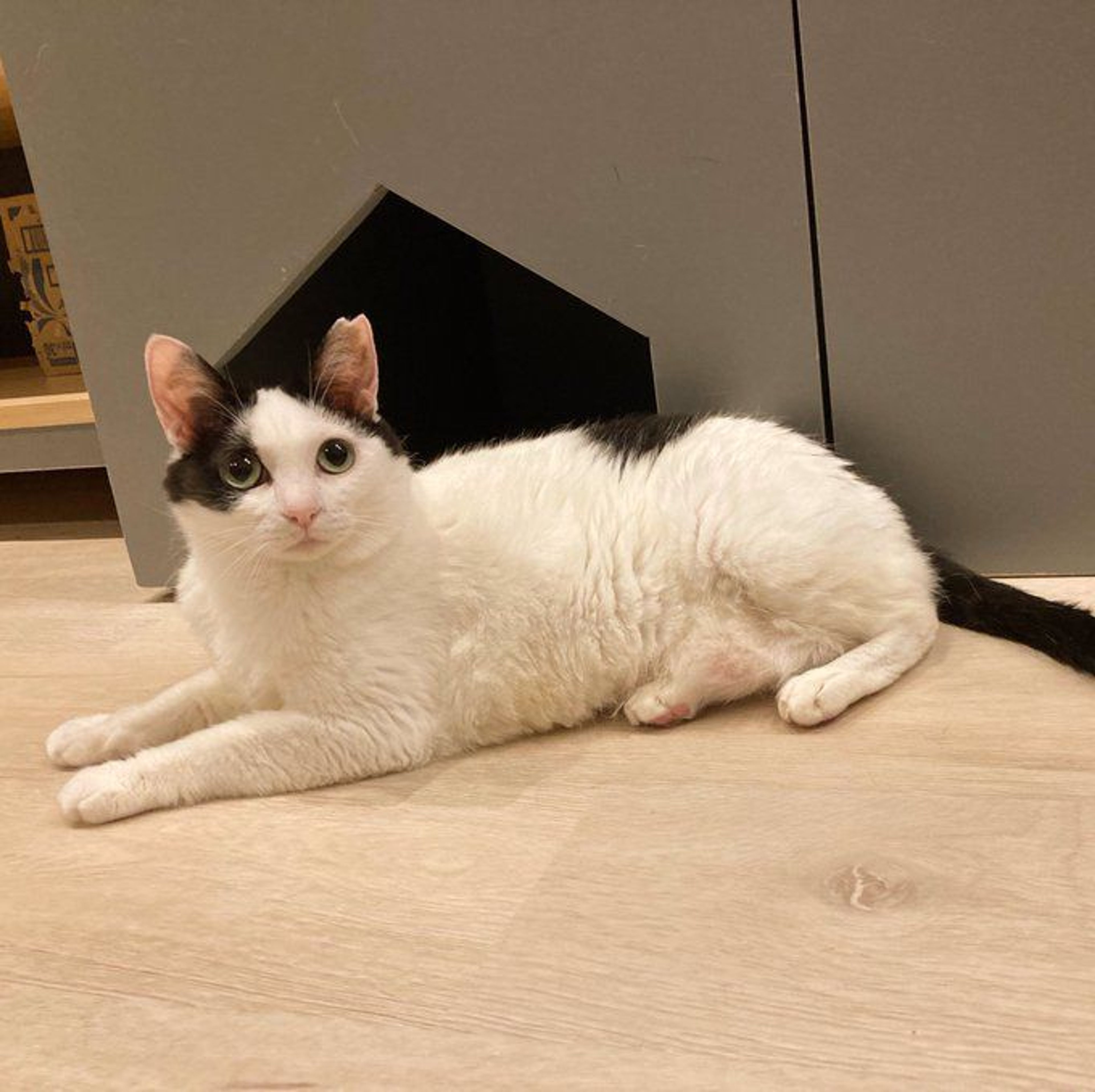 pet-image-3