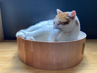 ポパイの写真