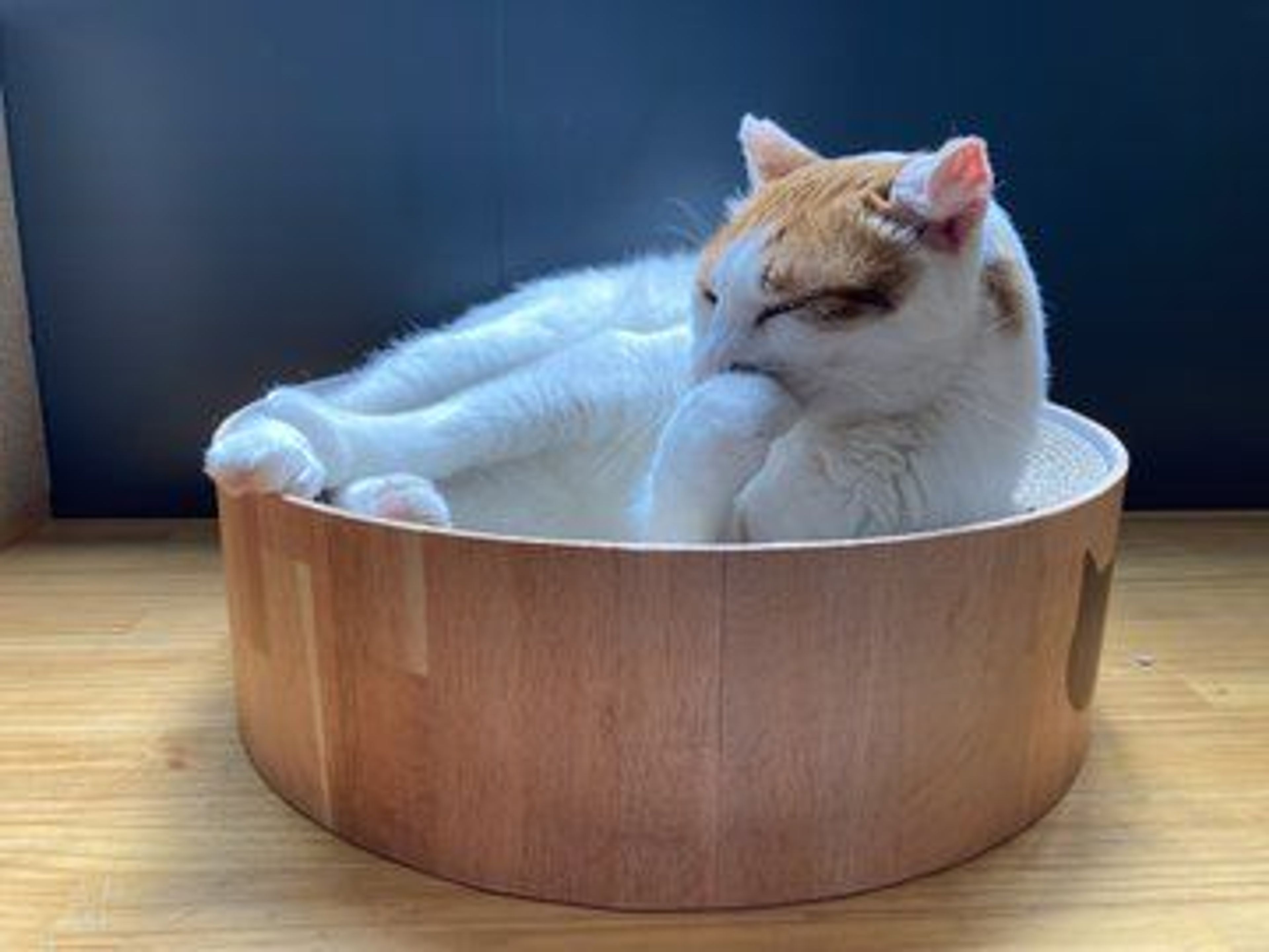 雑種（ミックス猫）・オスの里親募集の写真