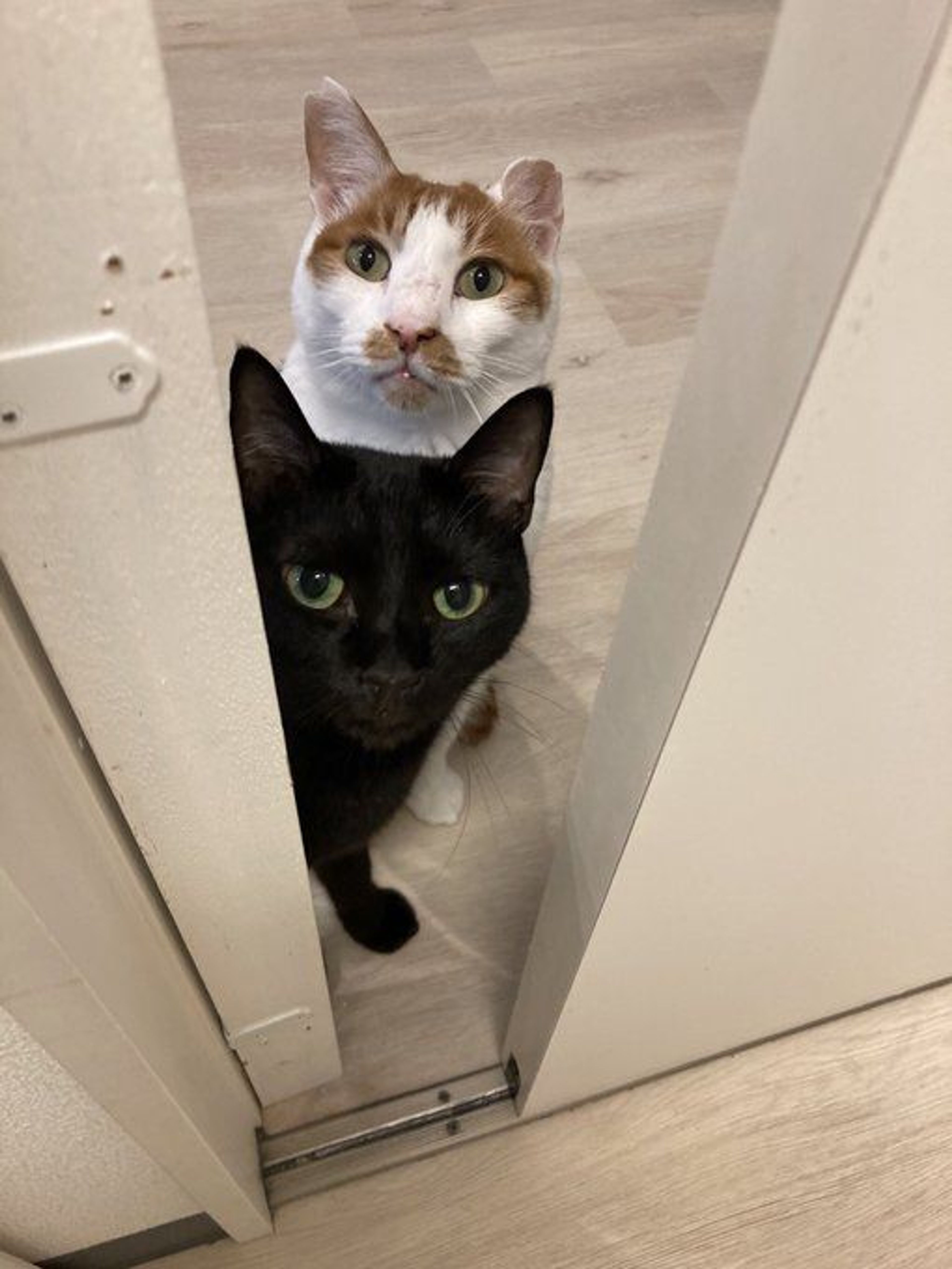 pet-image-2