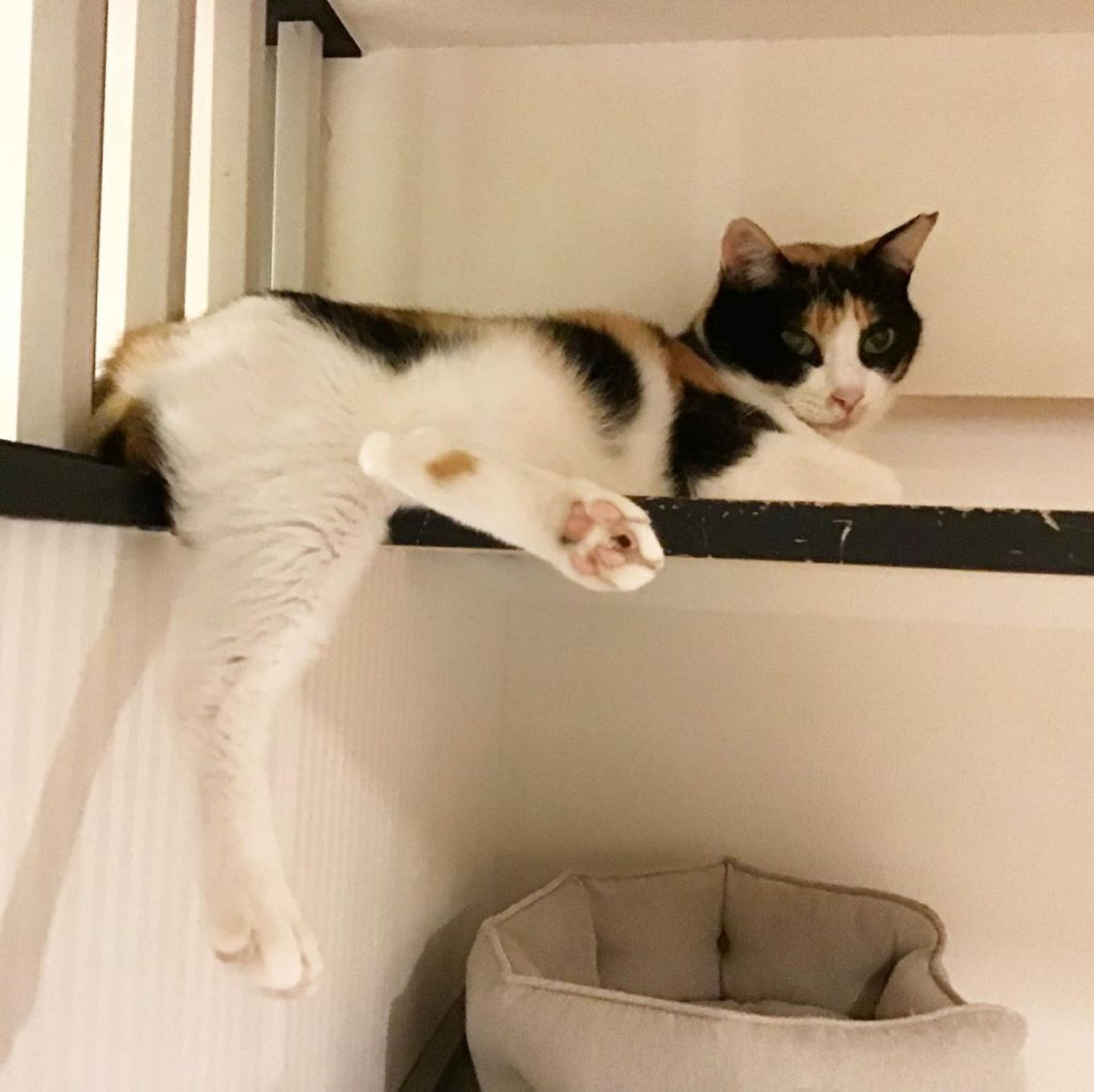 pet-image-3
