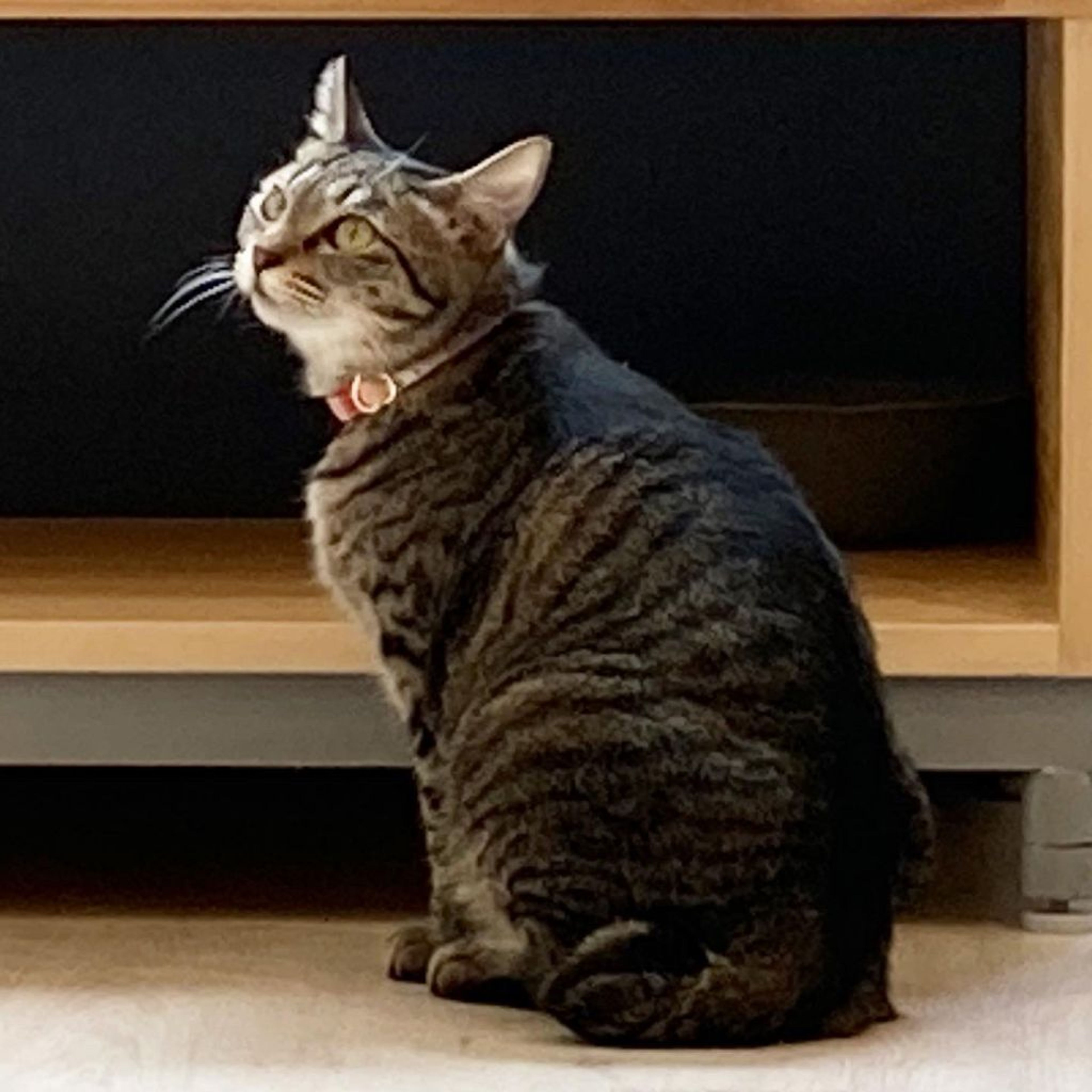 雑種（ミックス猫）・メスの里親募集の写真