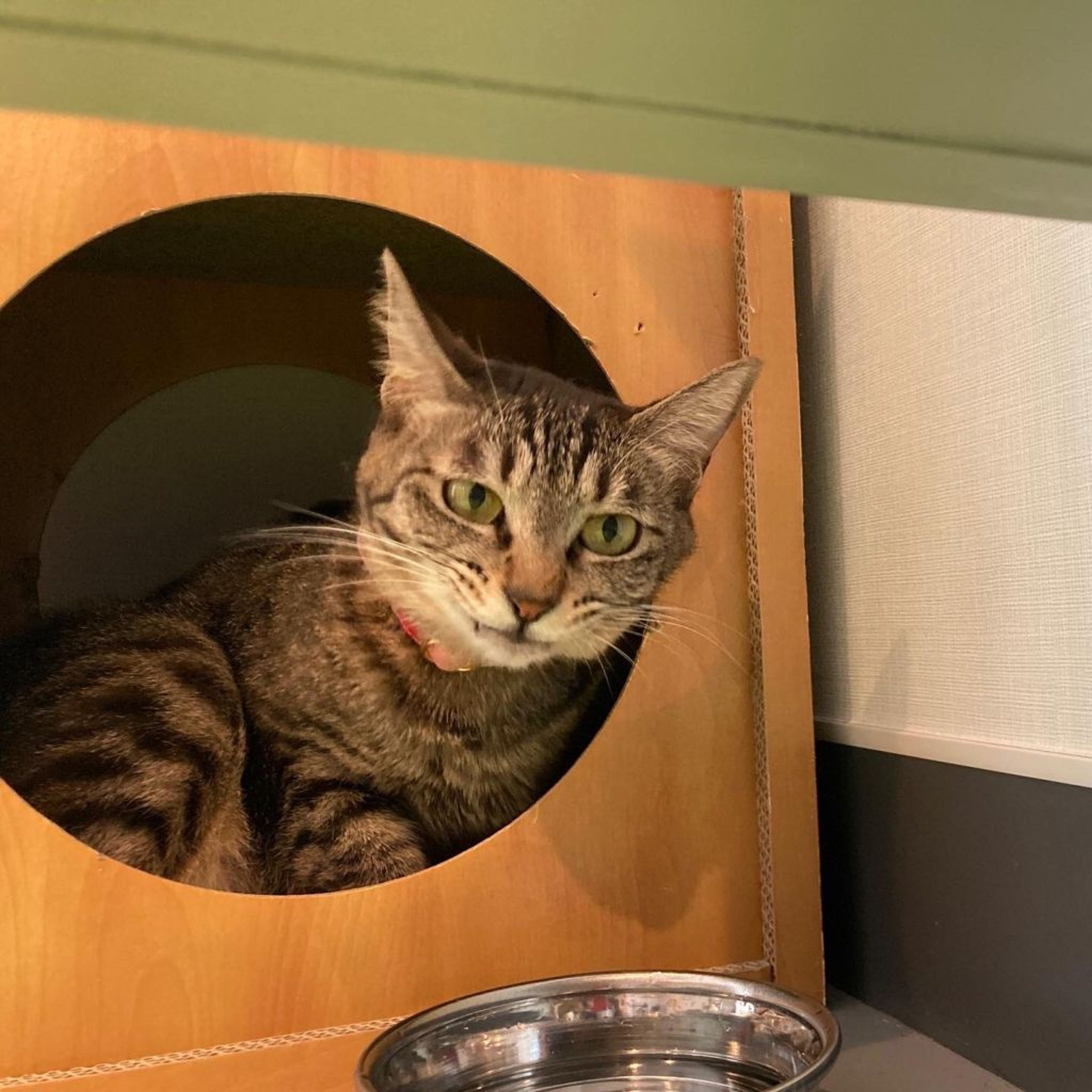 pet-image-2