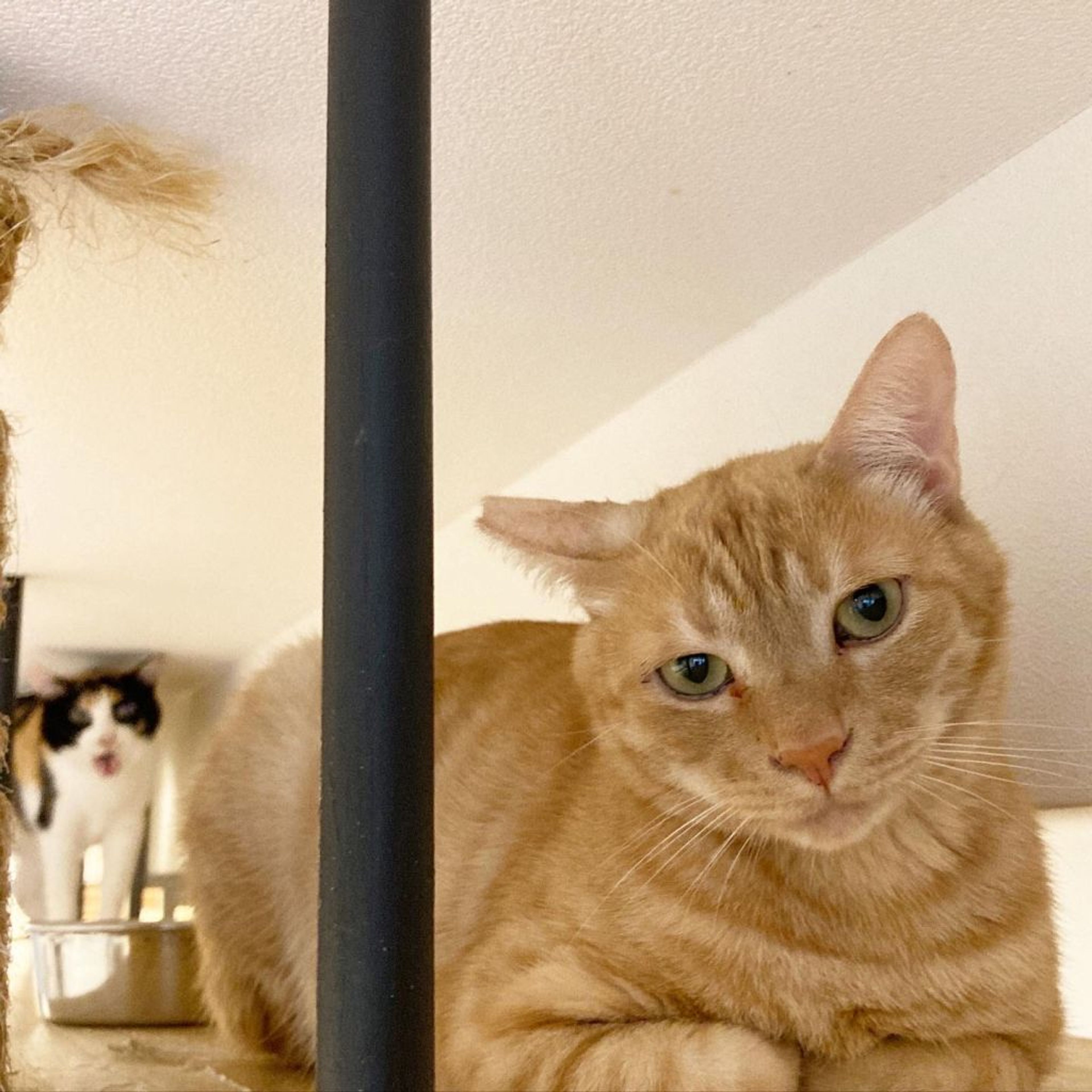 雑種（ミックス猫）・オスの里親募集の写真