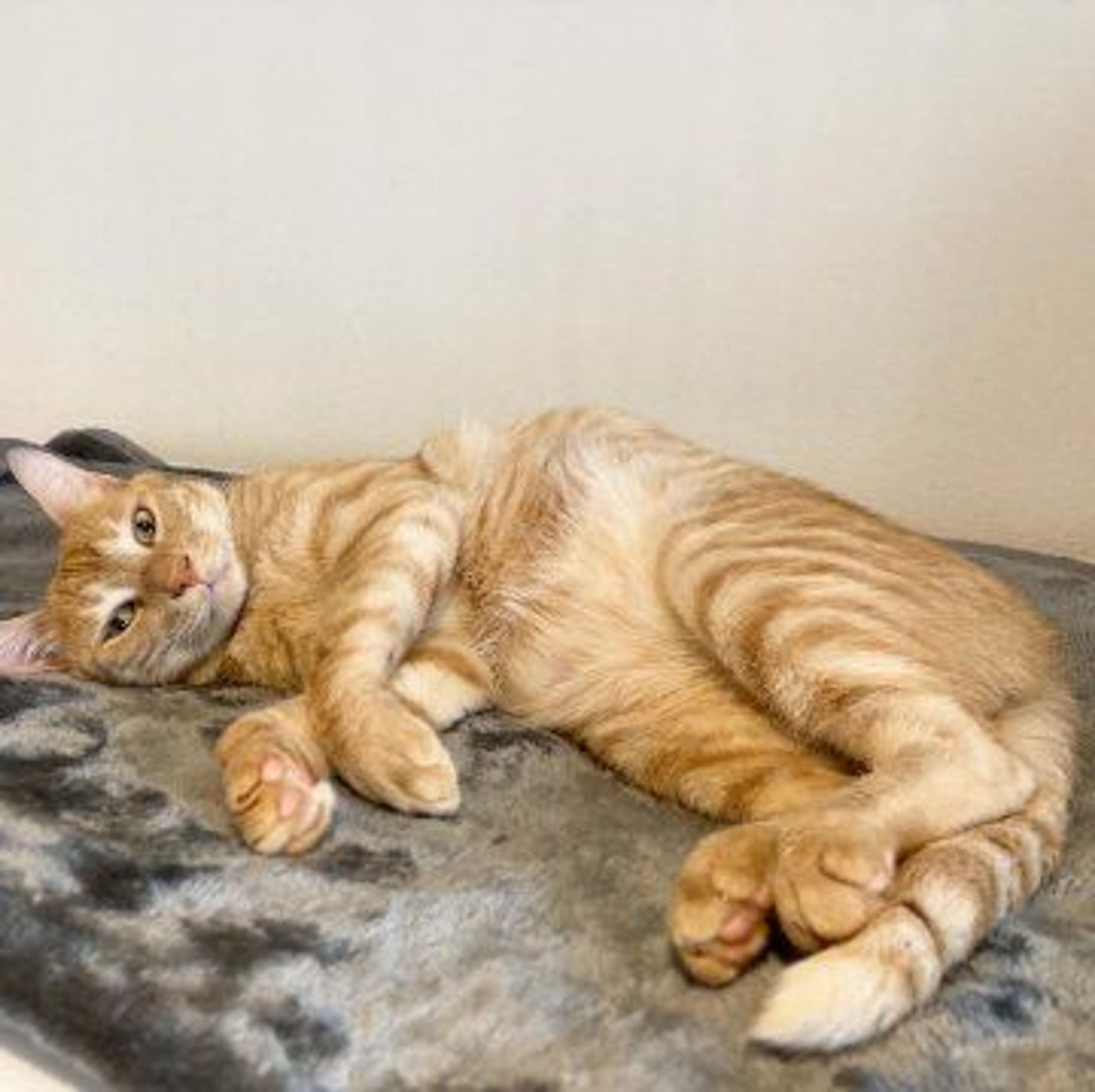 pet-image-2