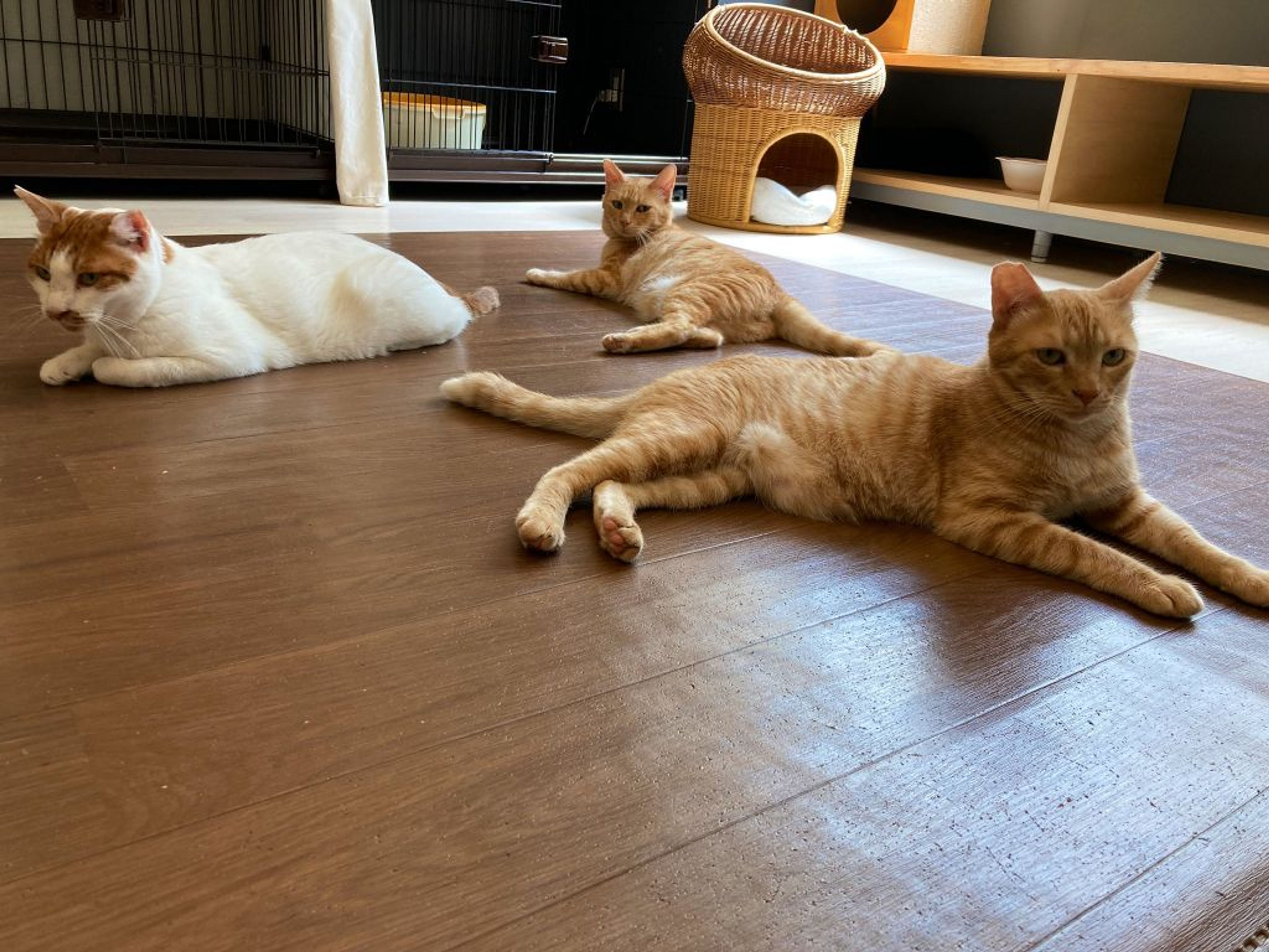 pet-image-3