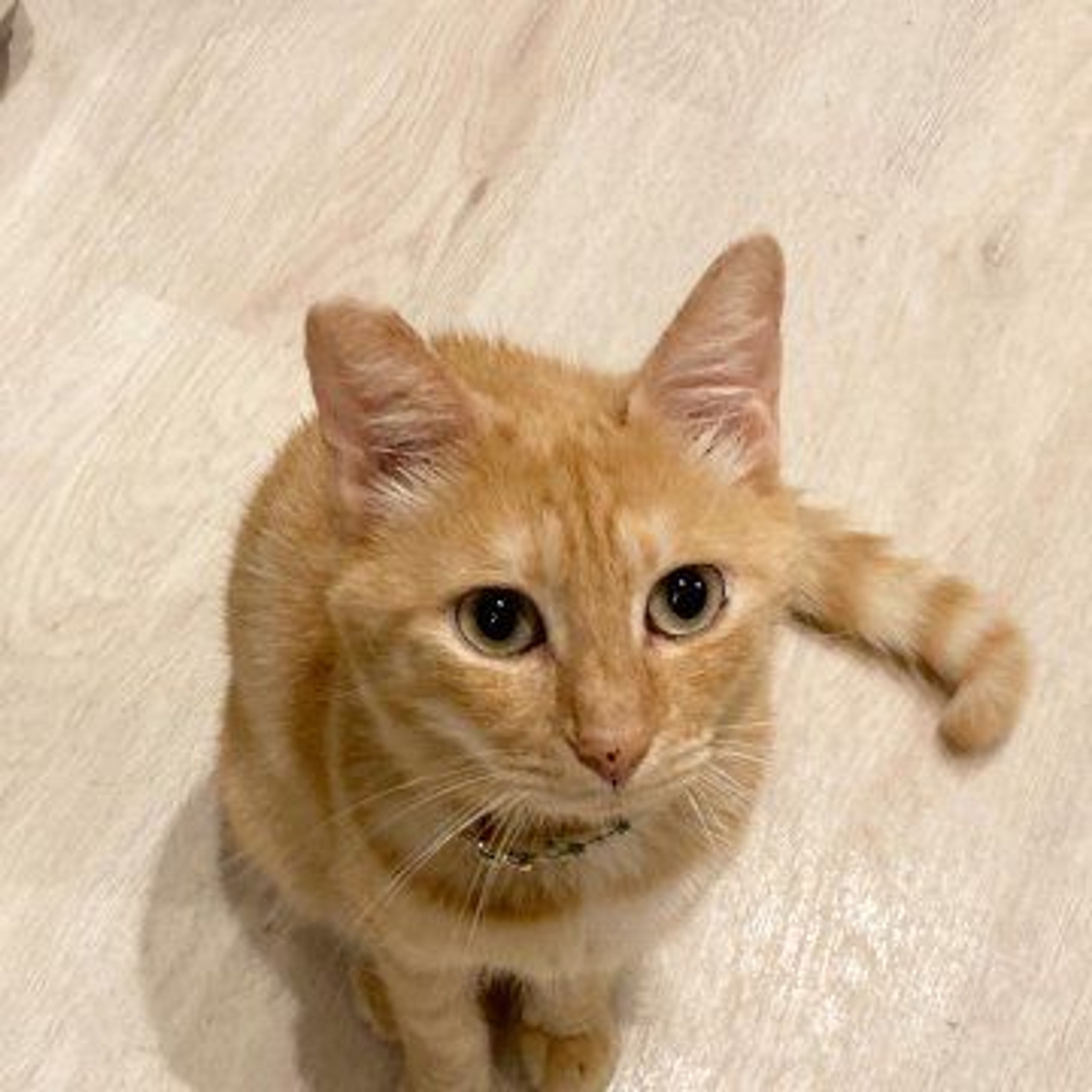 雑種（ミックス猫）・オスの里親募集の写真