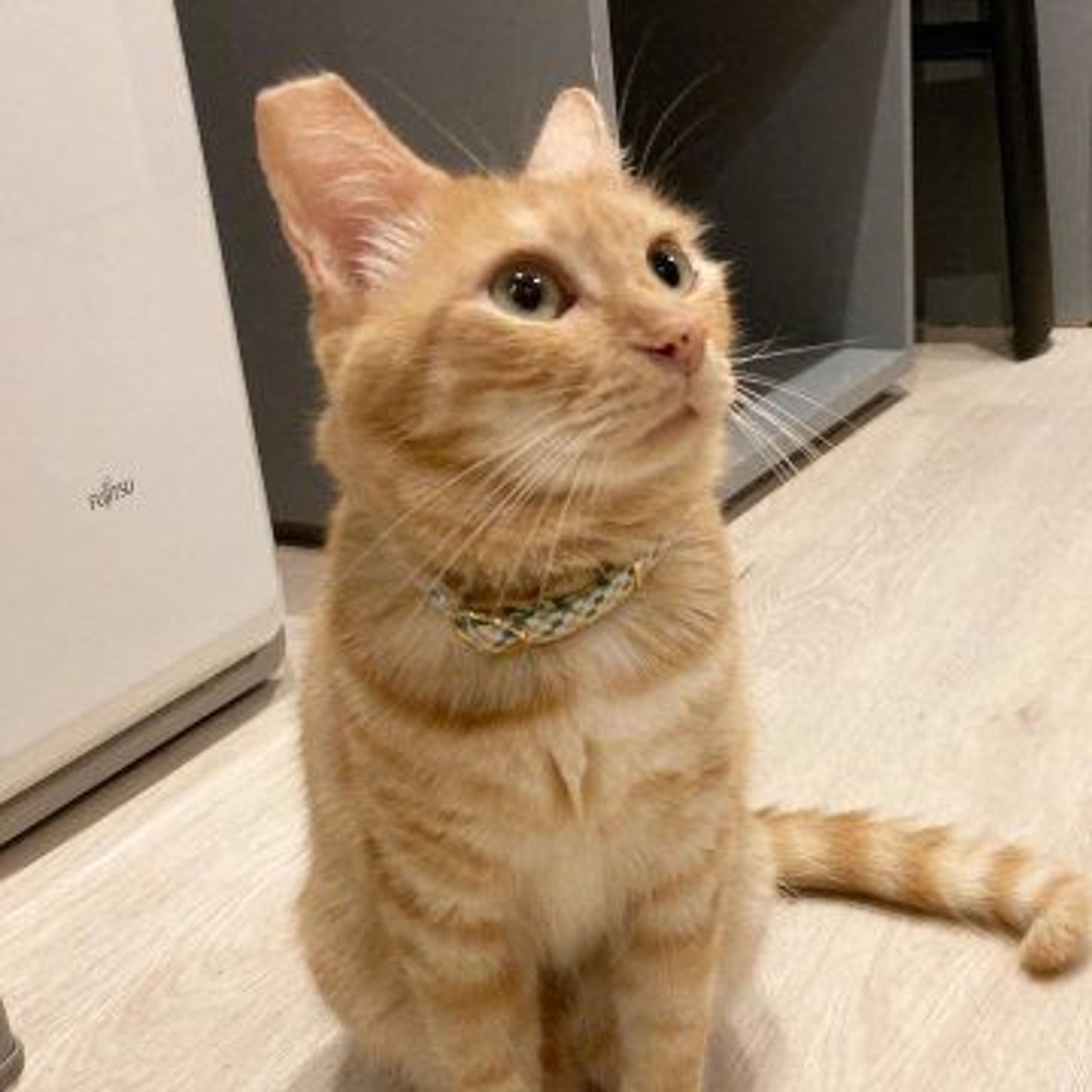 pet-image-3