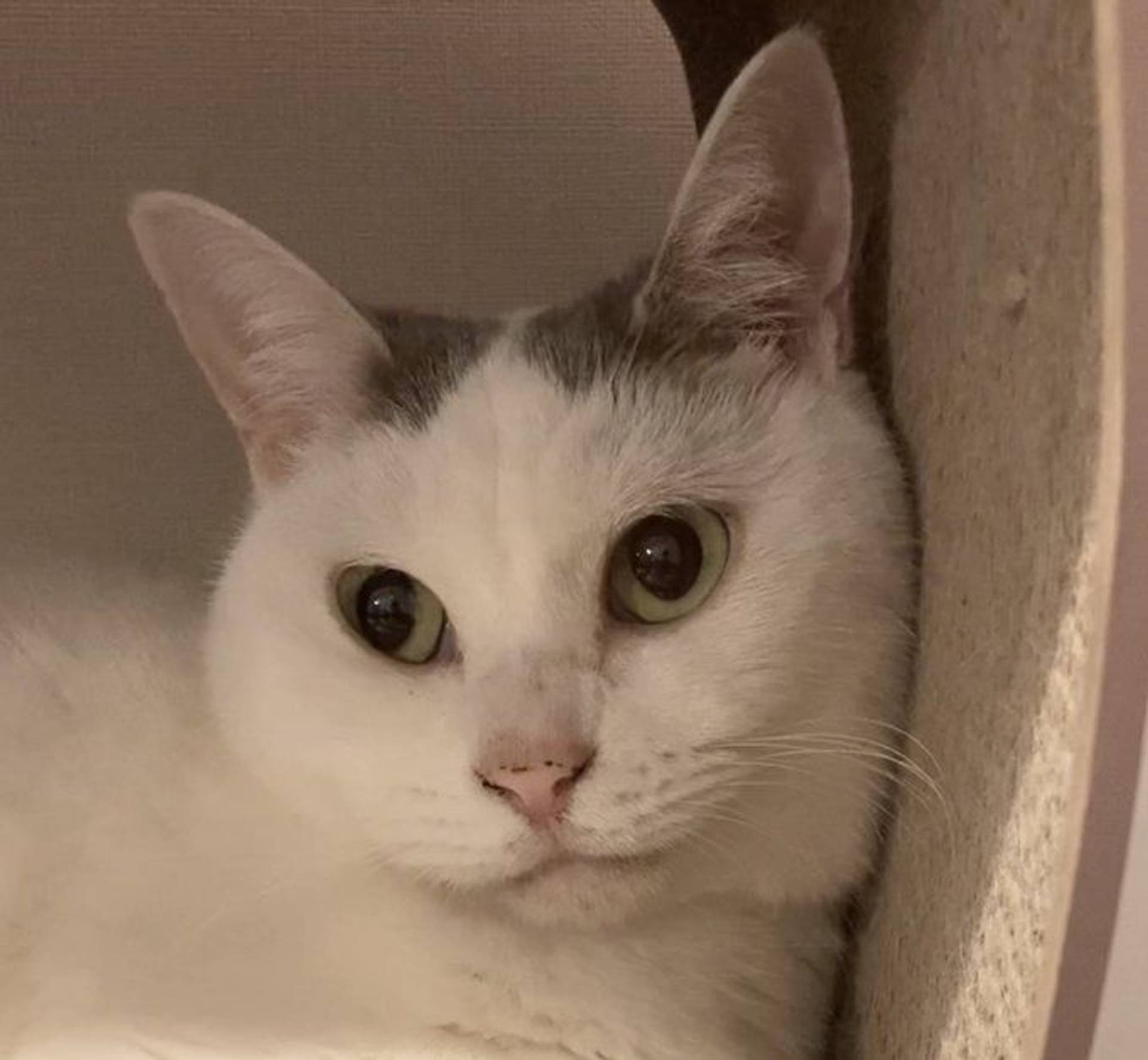 雑種（ミックス猫）・メスの里親募集の写真