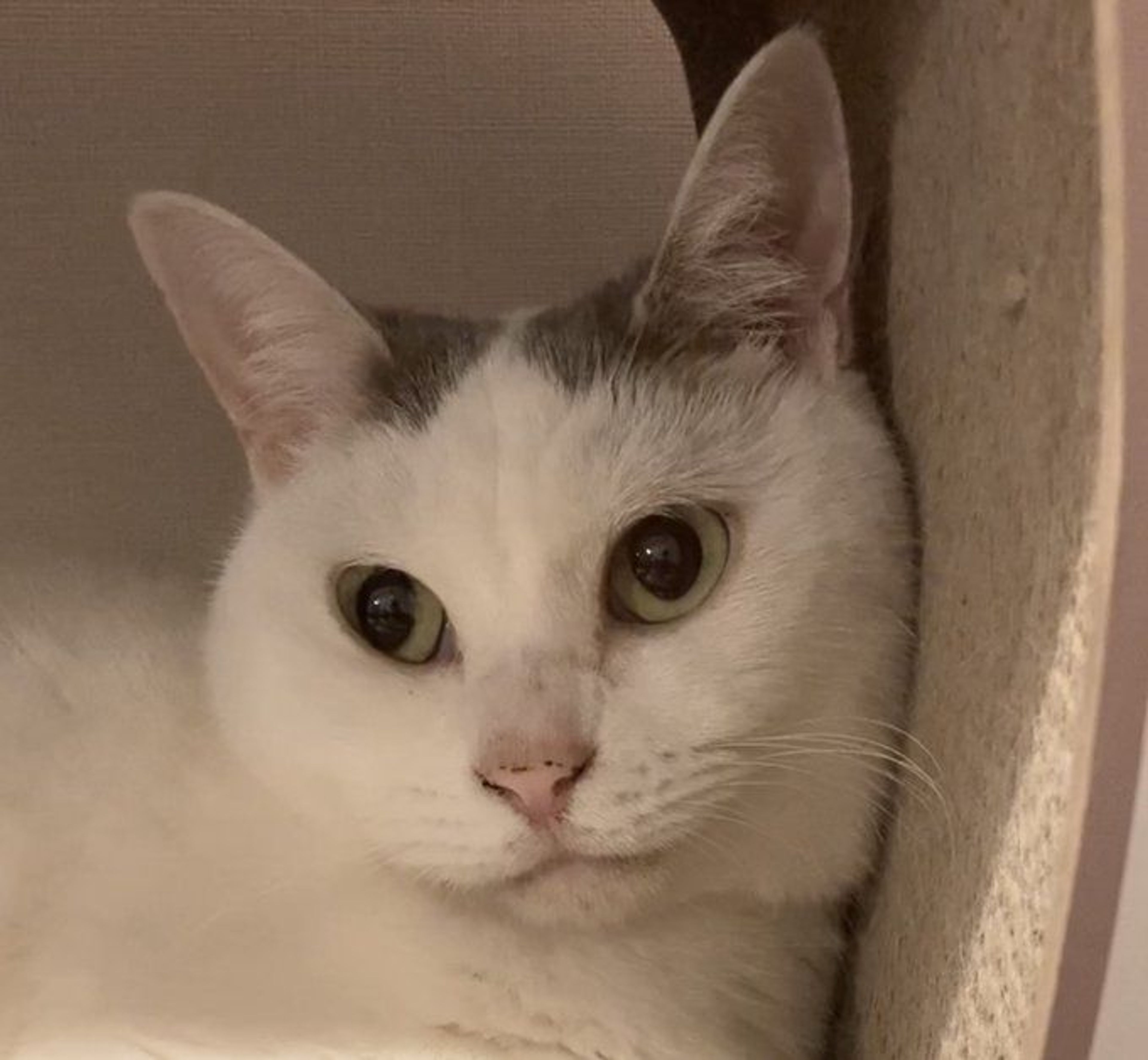 雑種（ミックス猫）・メスの里親募集の写真
