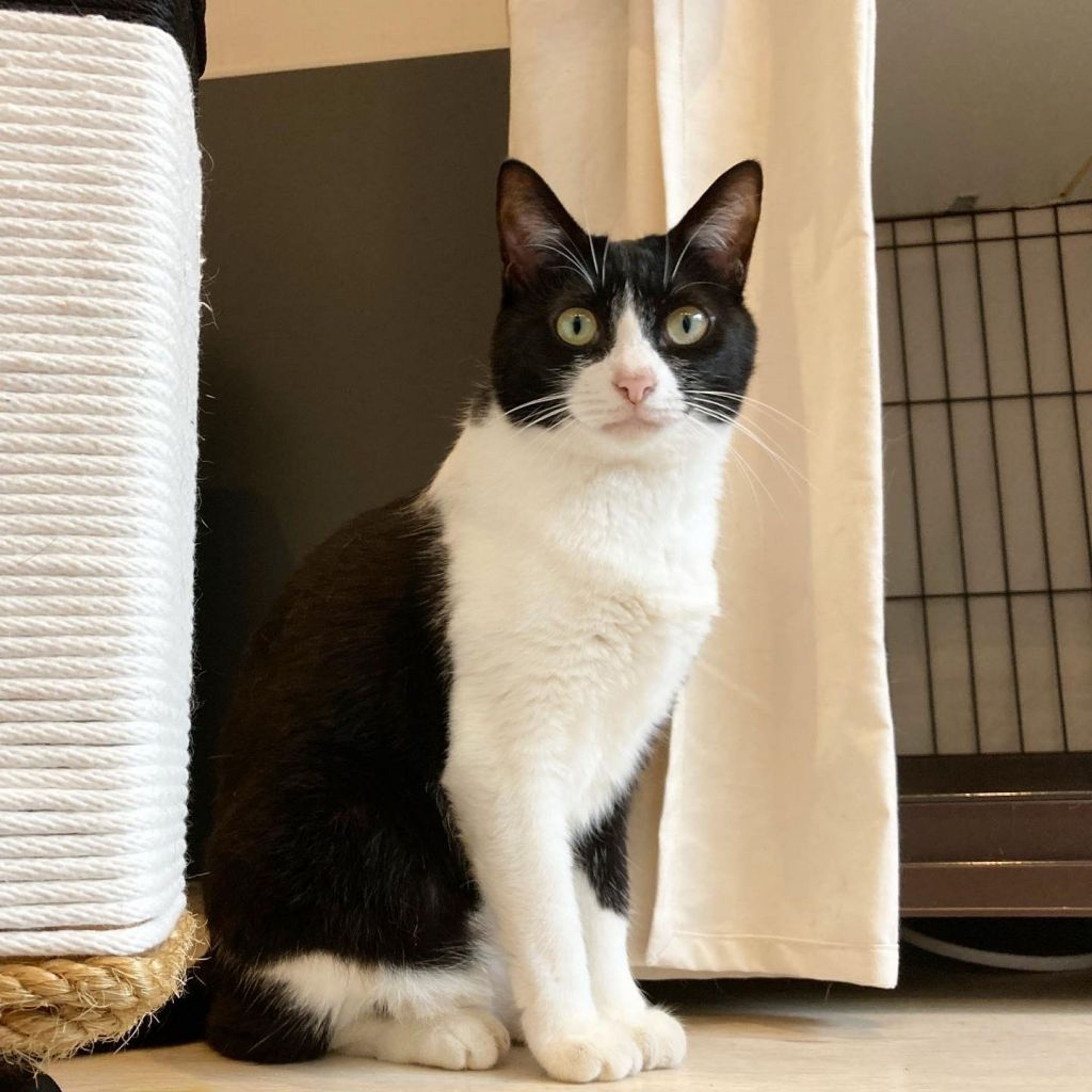 雑種（ミックス猫）・メスの里親募集の写真