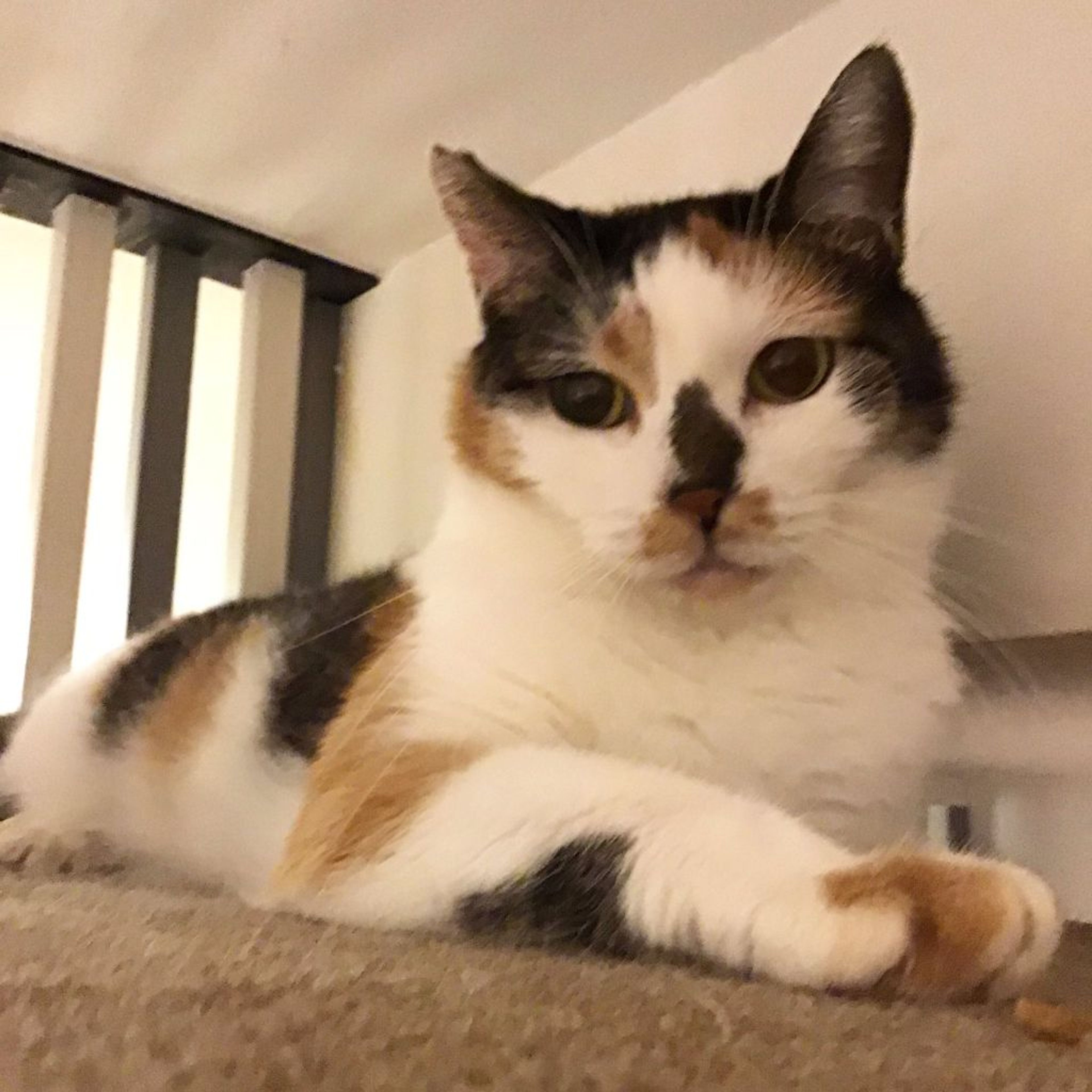 雑種（ミックス猫）・メスの里親募集の写真