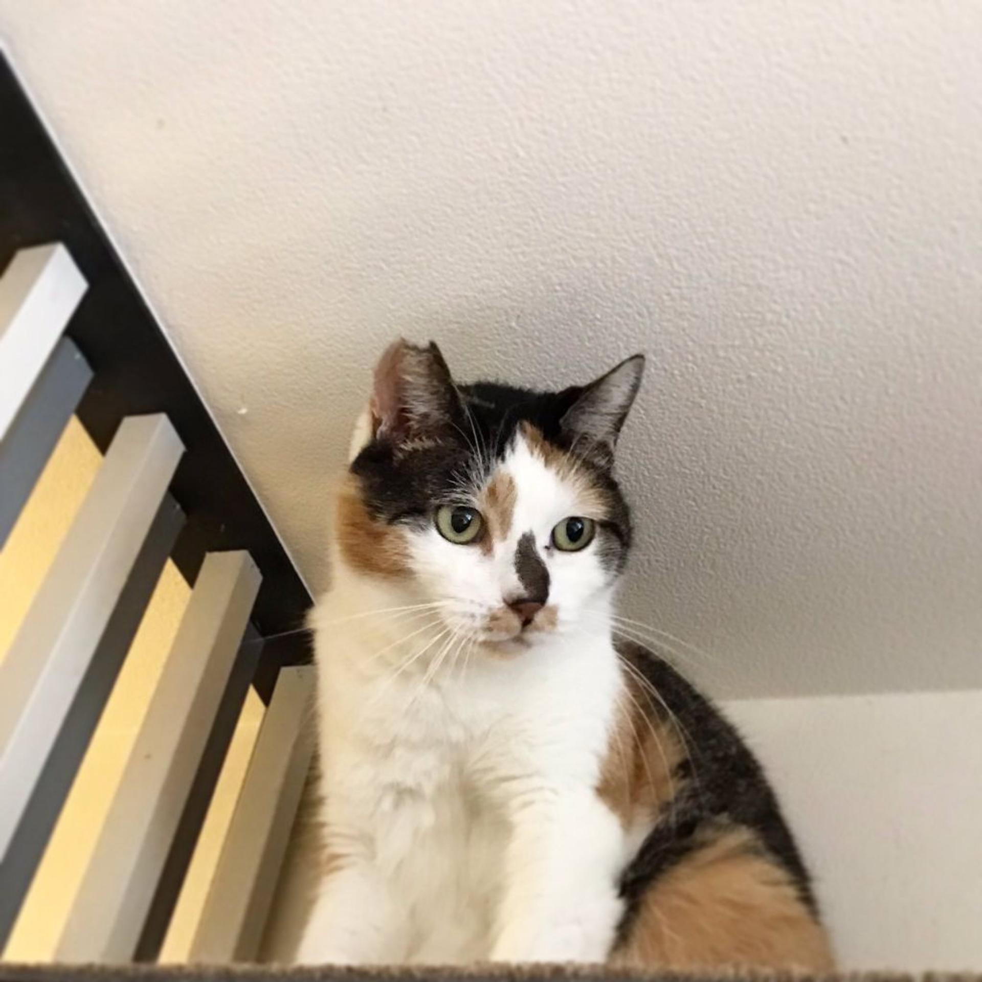 pet-image-4