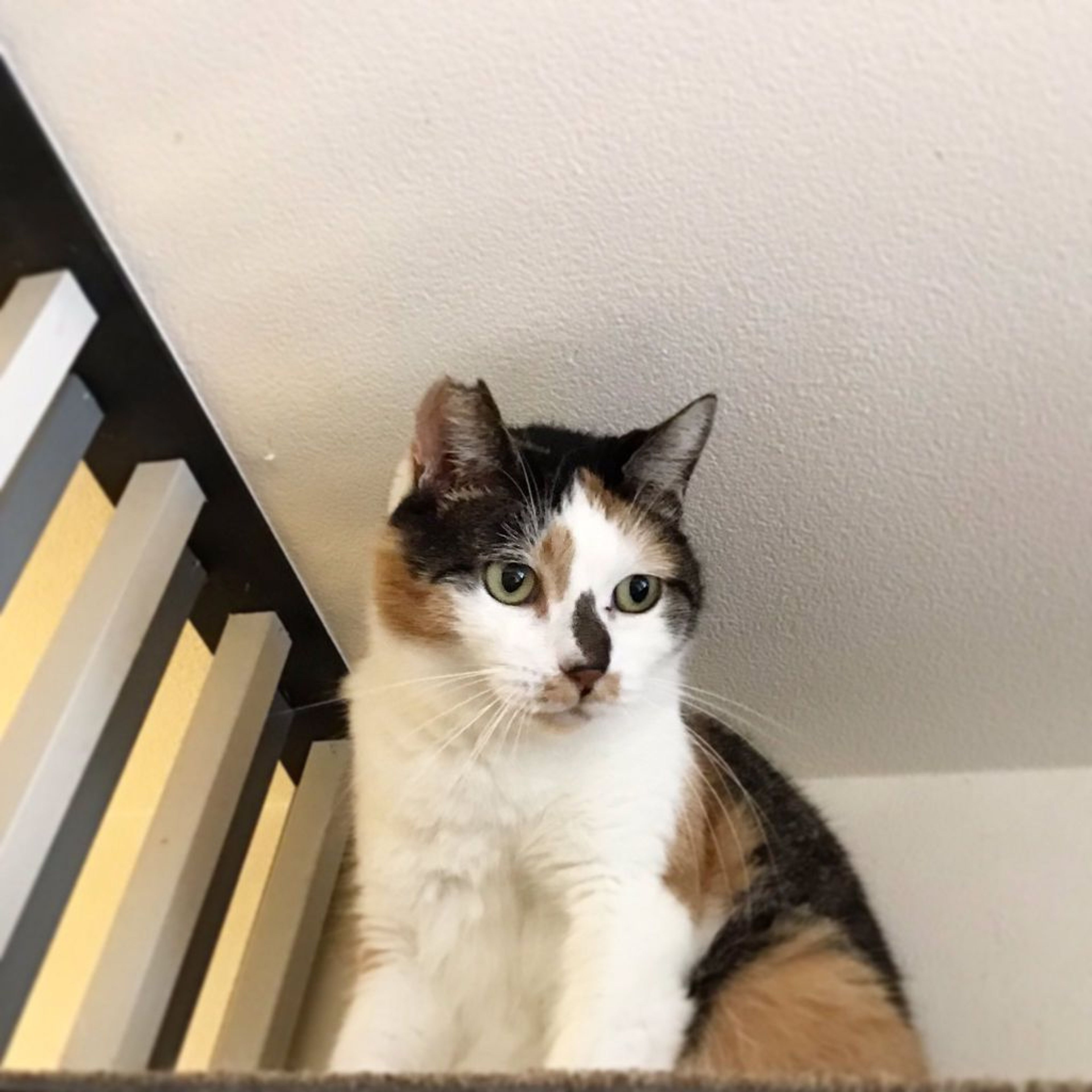 pet-image-4