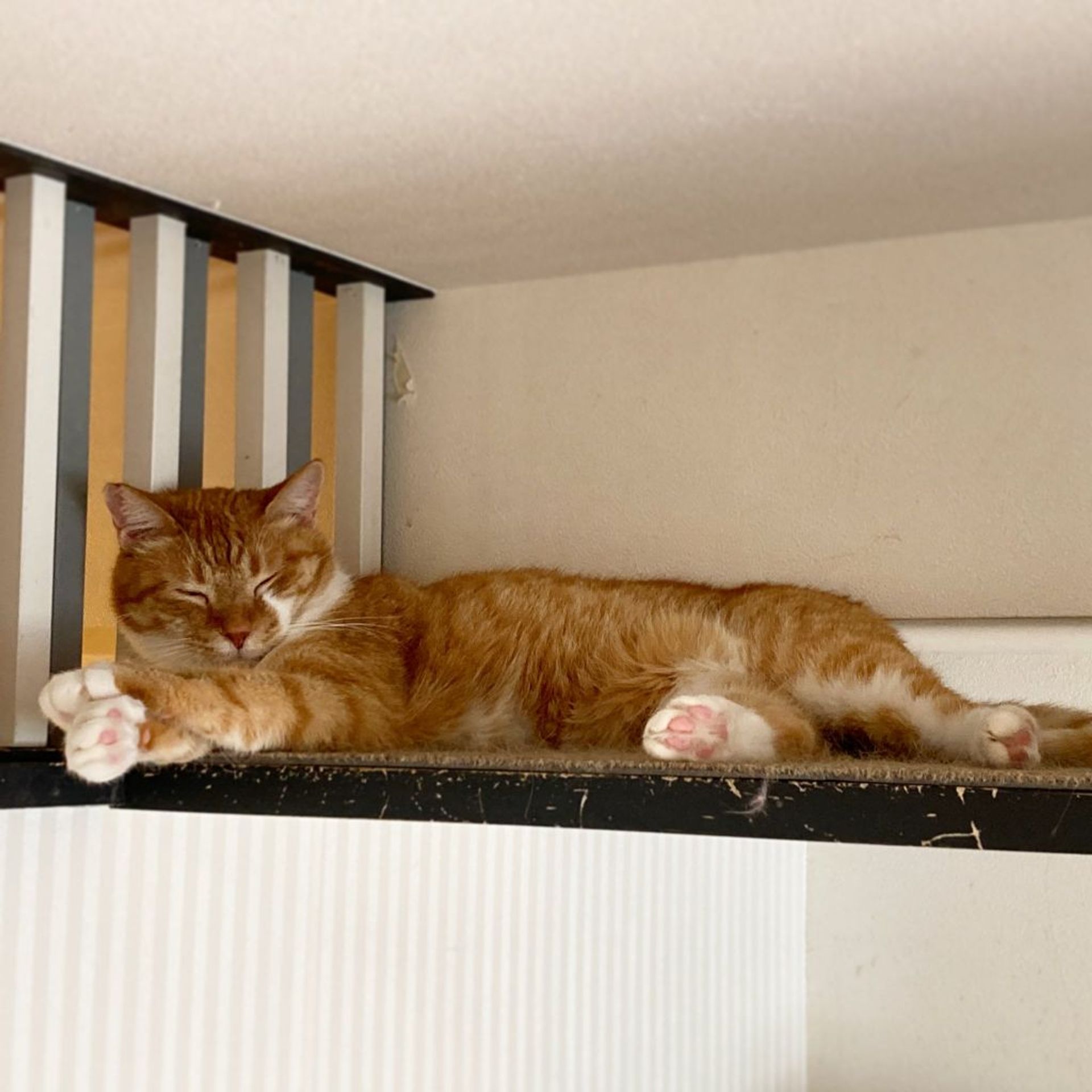 雑種（ミックス猫）・メスの里親募集の写真