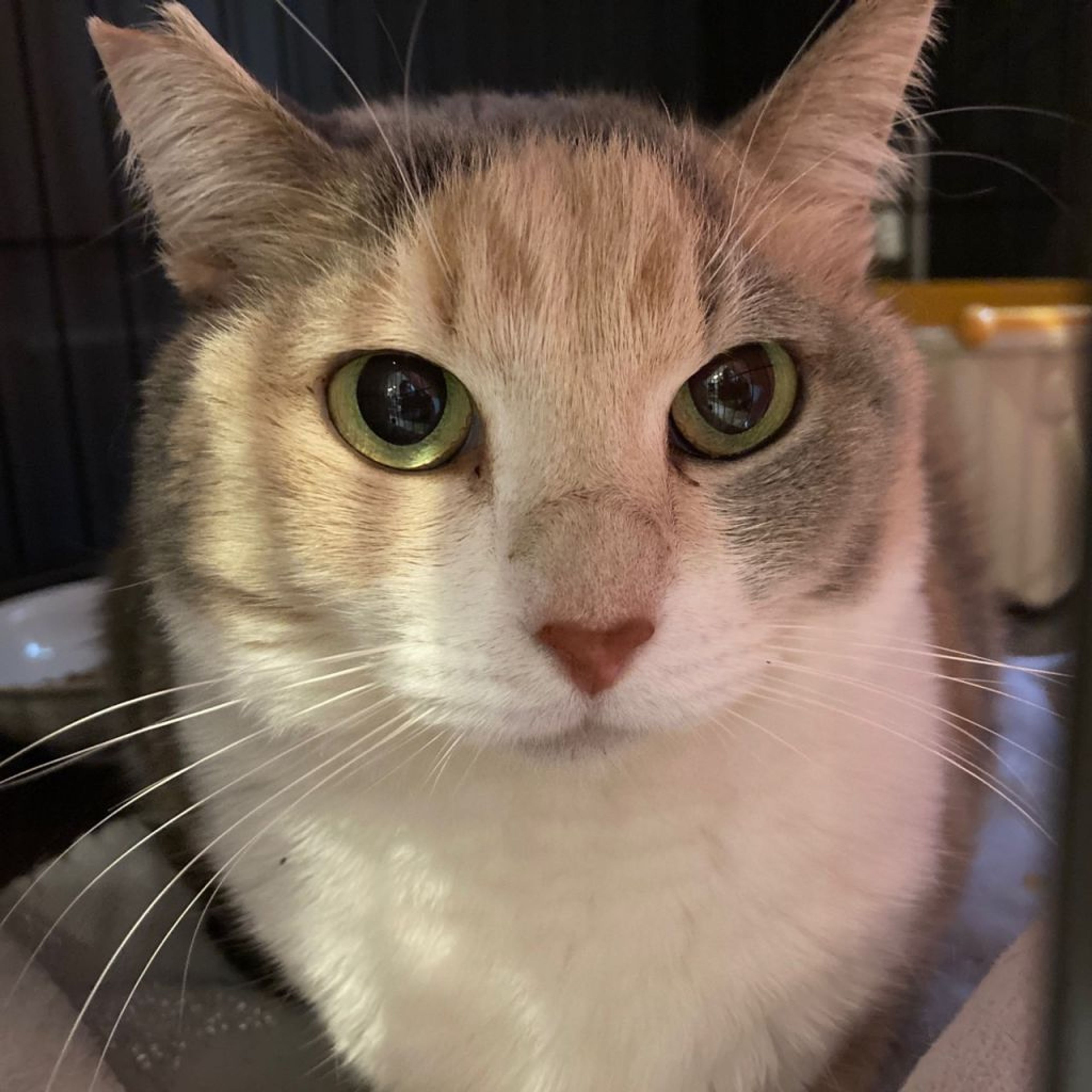 pet-image-2
