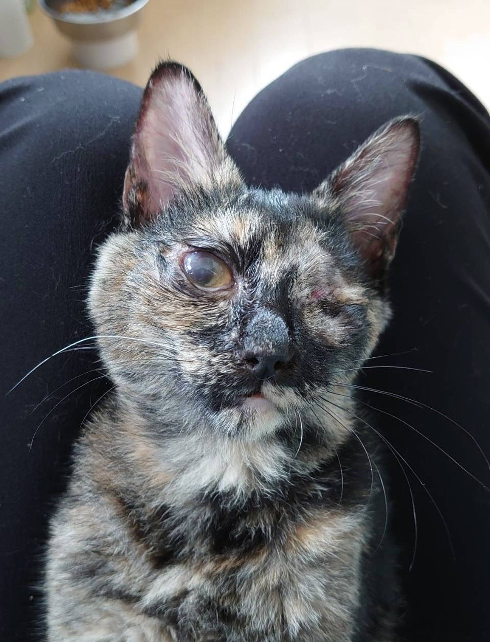 雑種（ミックス猫）・メスの里親募集の写真