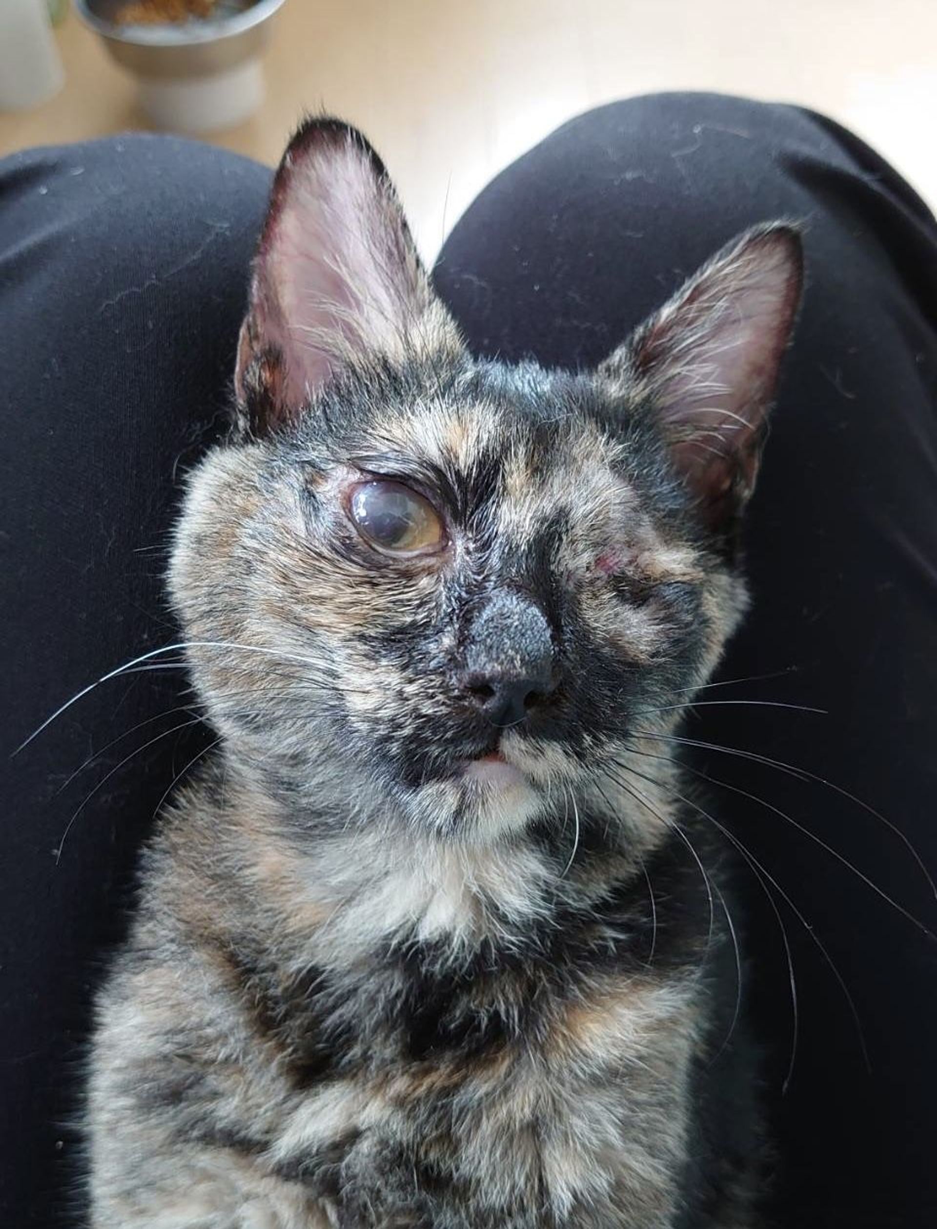 雑種（ミックス猫）・メスの里親募集の写真