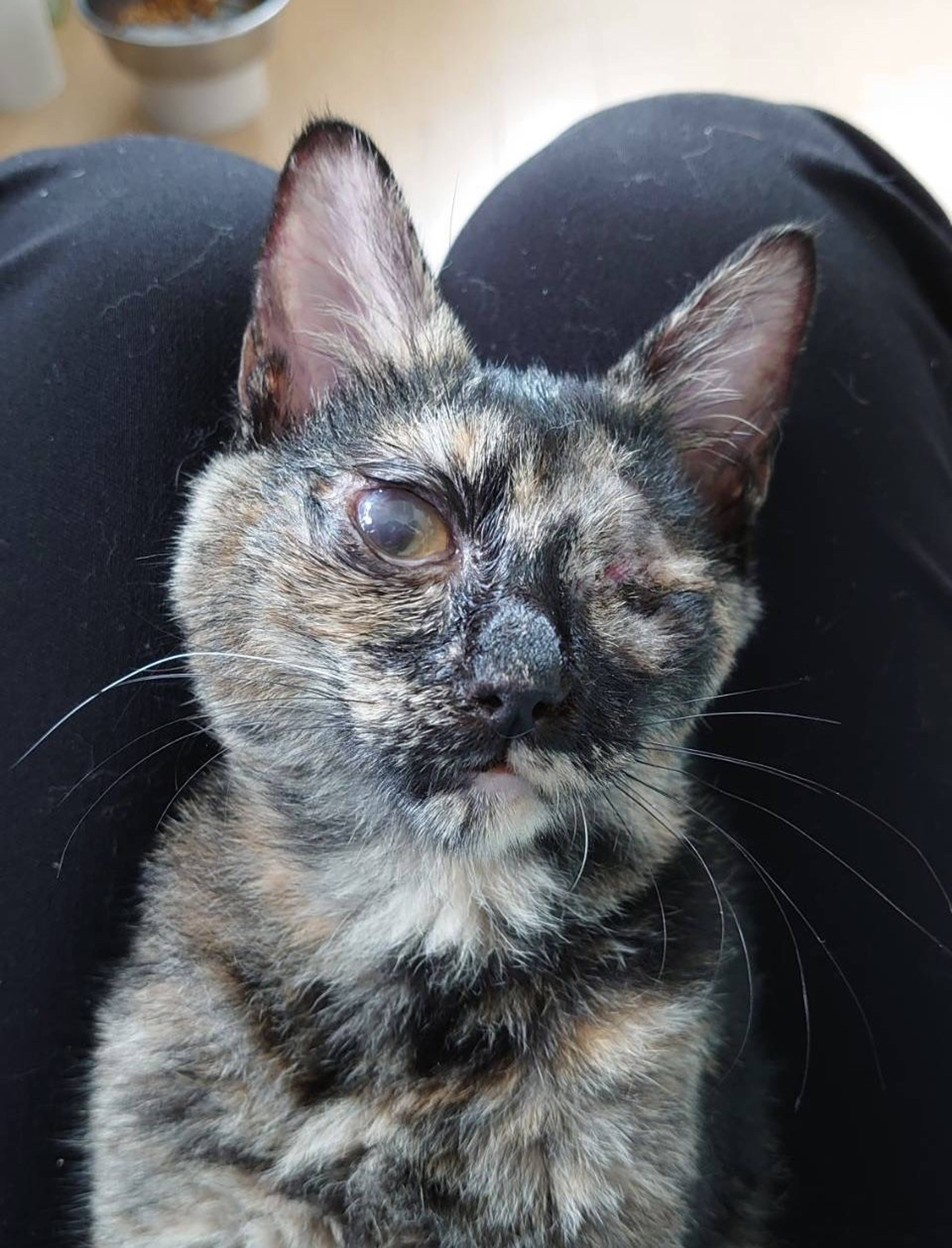 雑種（ミックス猫）・メスの里親募集の写真