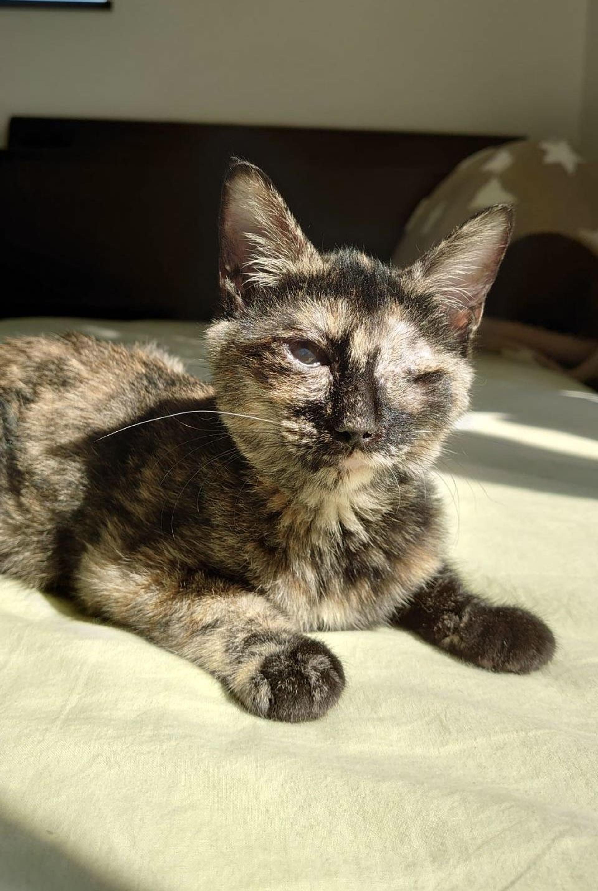 pet-image-3