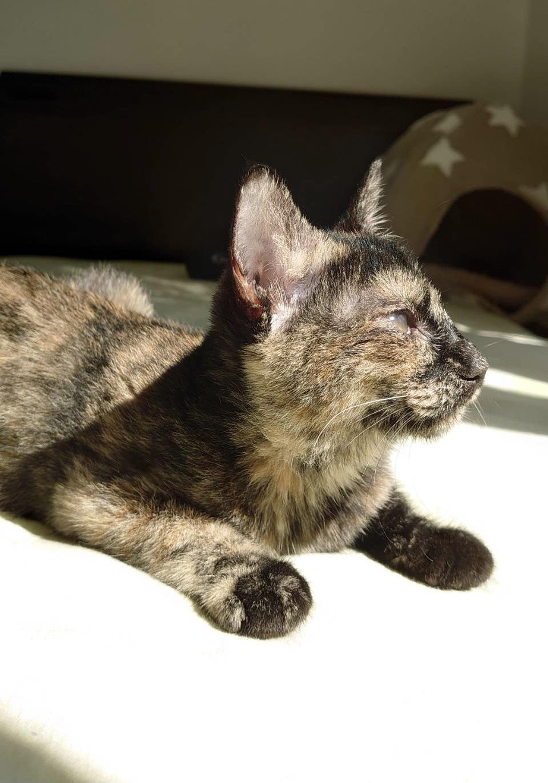 pet-image-4