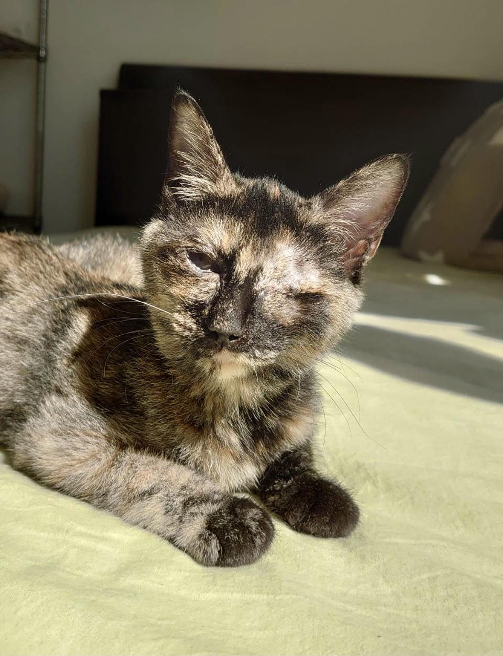 pet-image-5