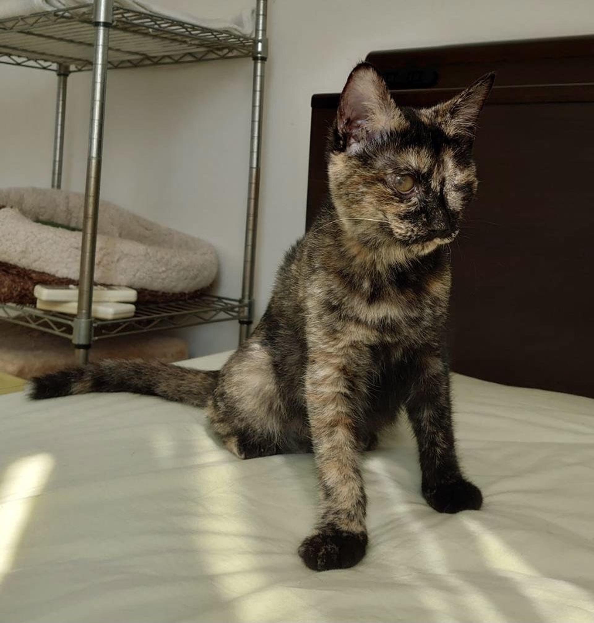pet-image-6