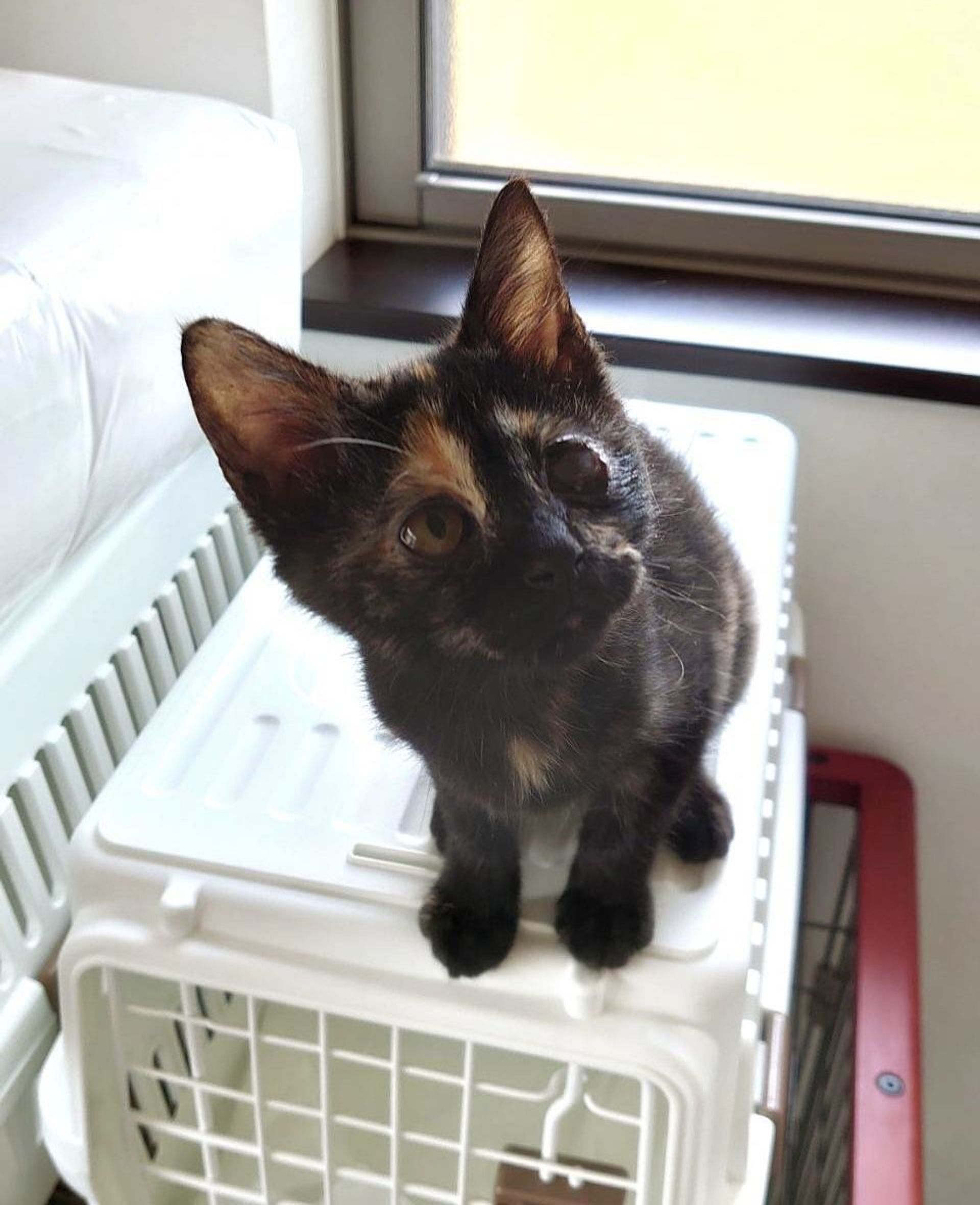 雑種（ミックス猫）・メスの里親募集の写真
