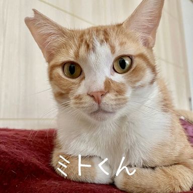 ミトの写真