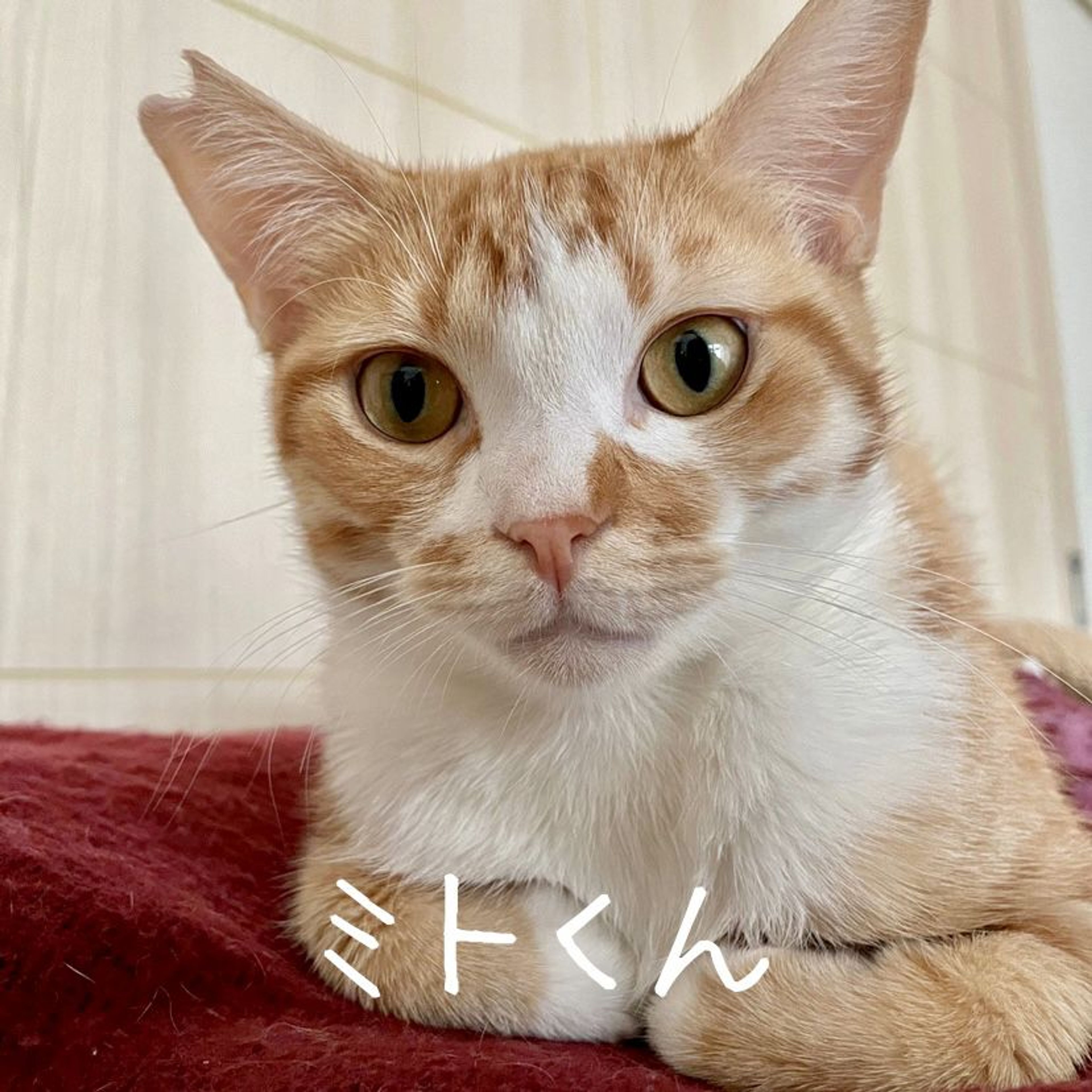 雑種（ミックス猫）・オスの里親募集の写真