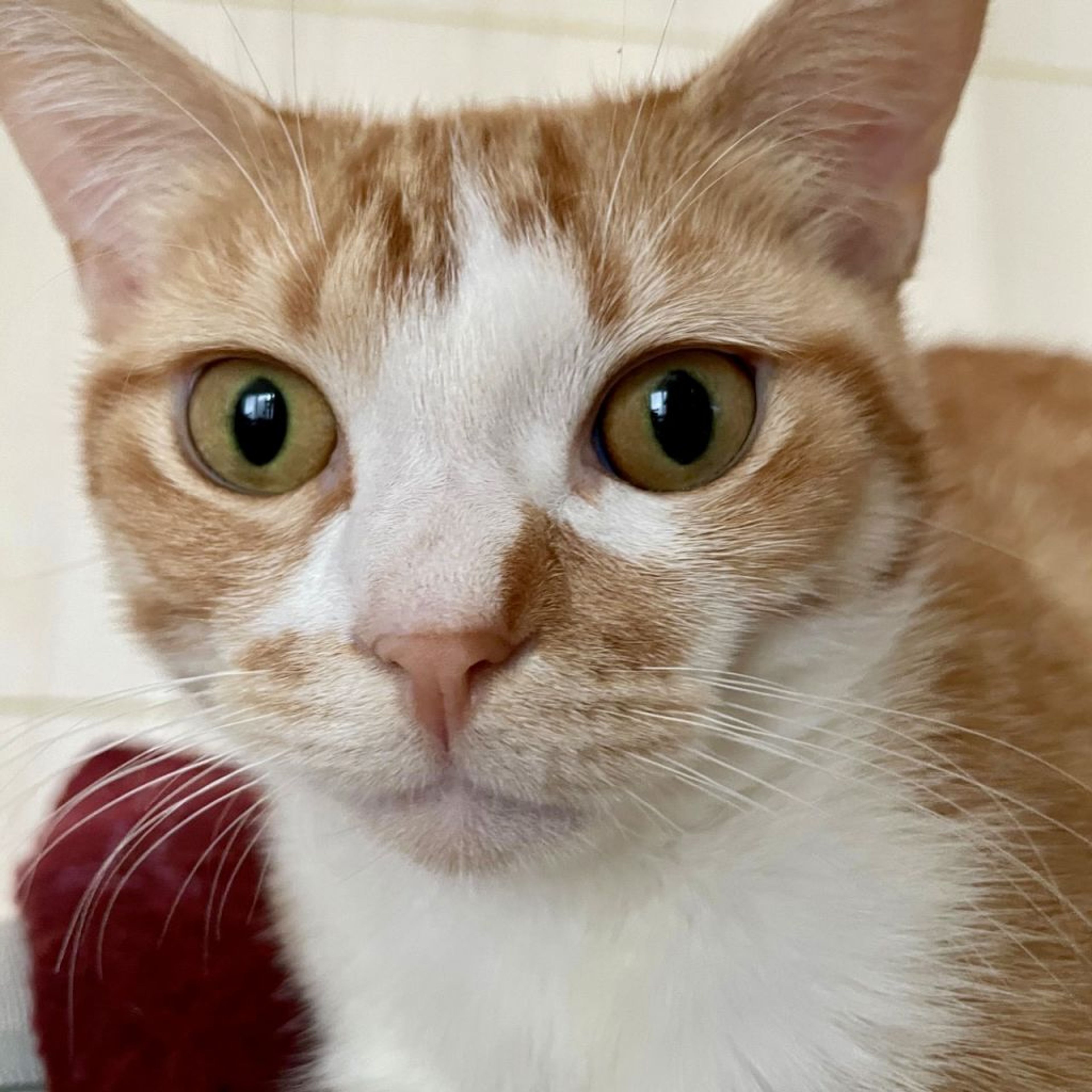 pet-image-2